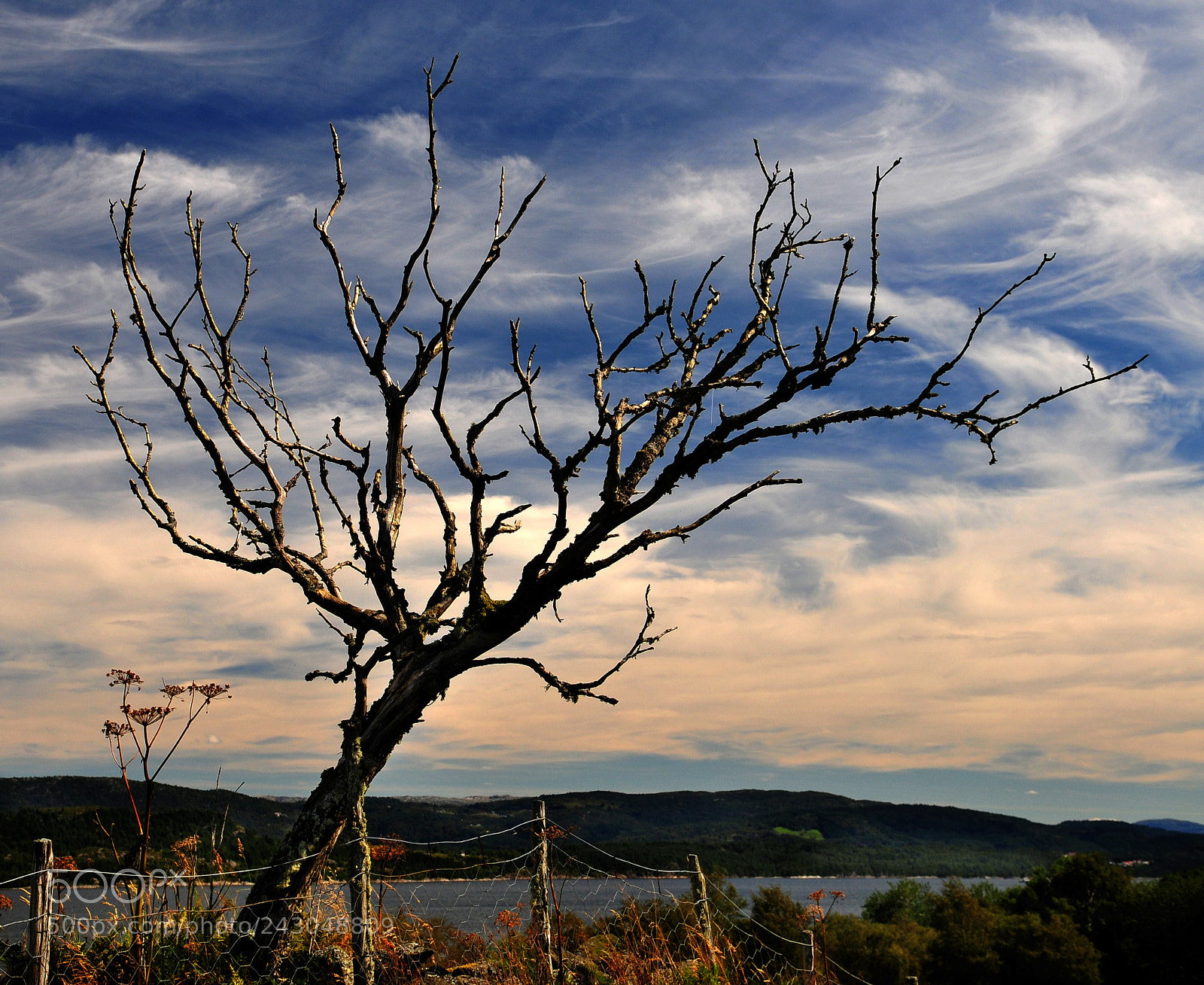 Nikon D300 sample photo. The tree photography