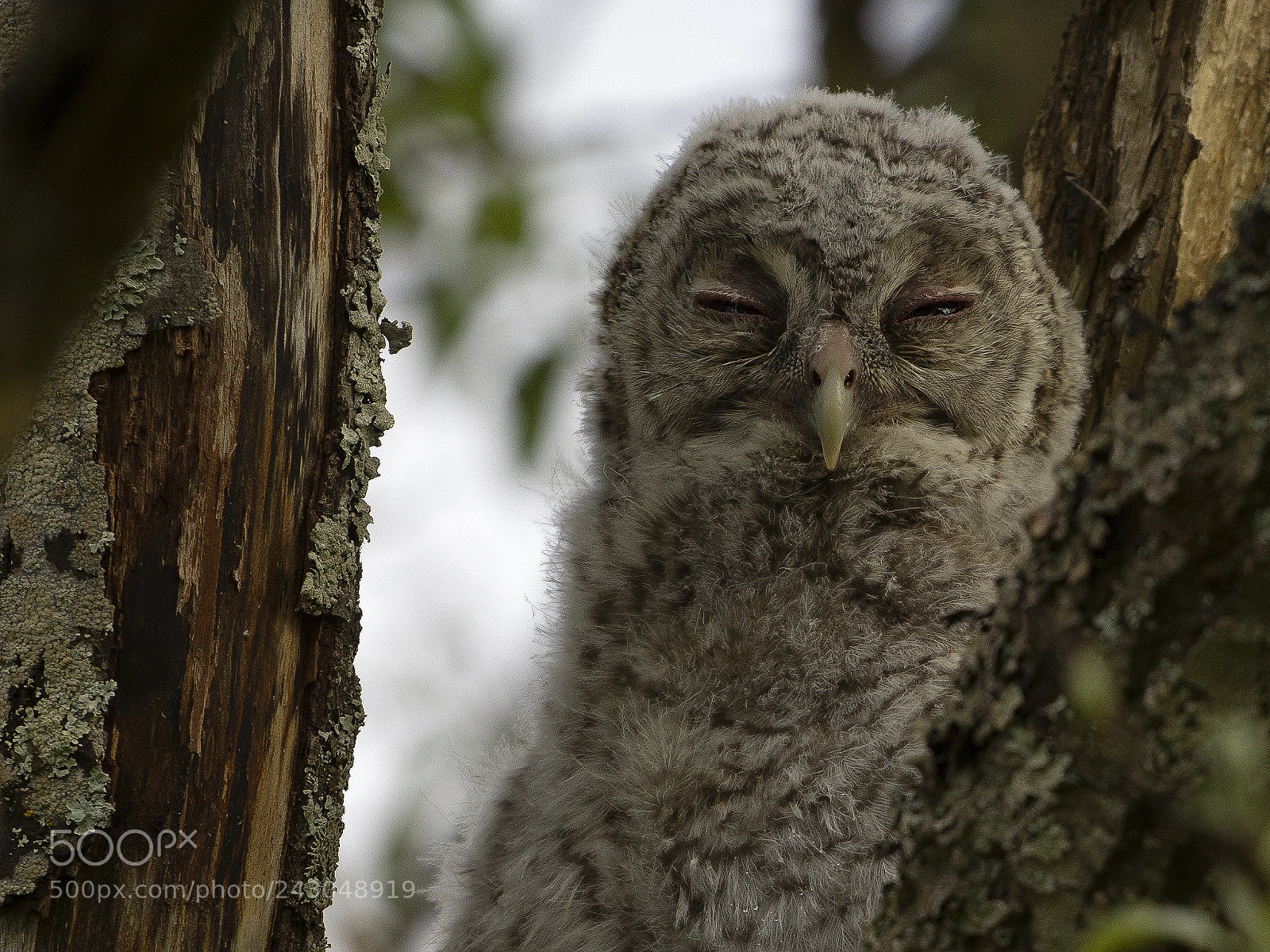 Canon EOS 60D sample photo. Owl kid photography
