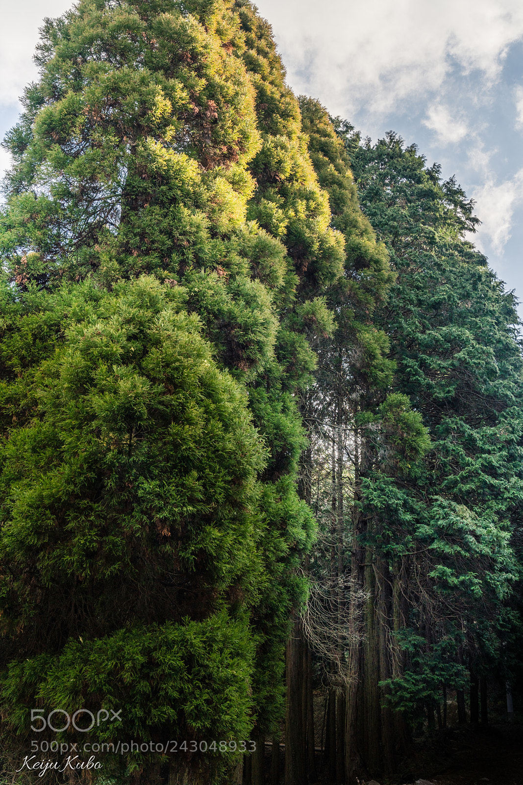 Sony a7R III sample photo. Native trees photography