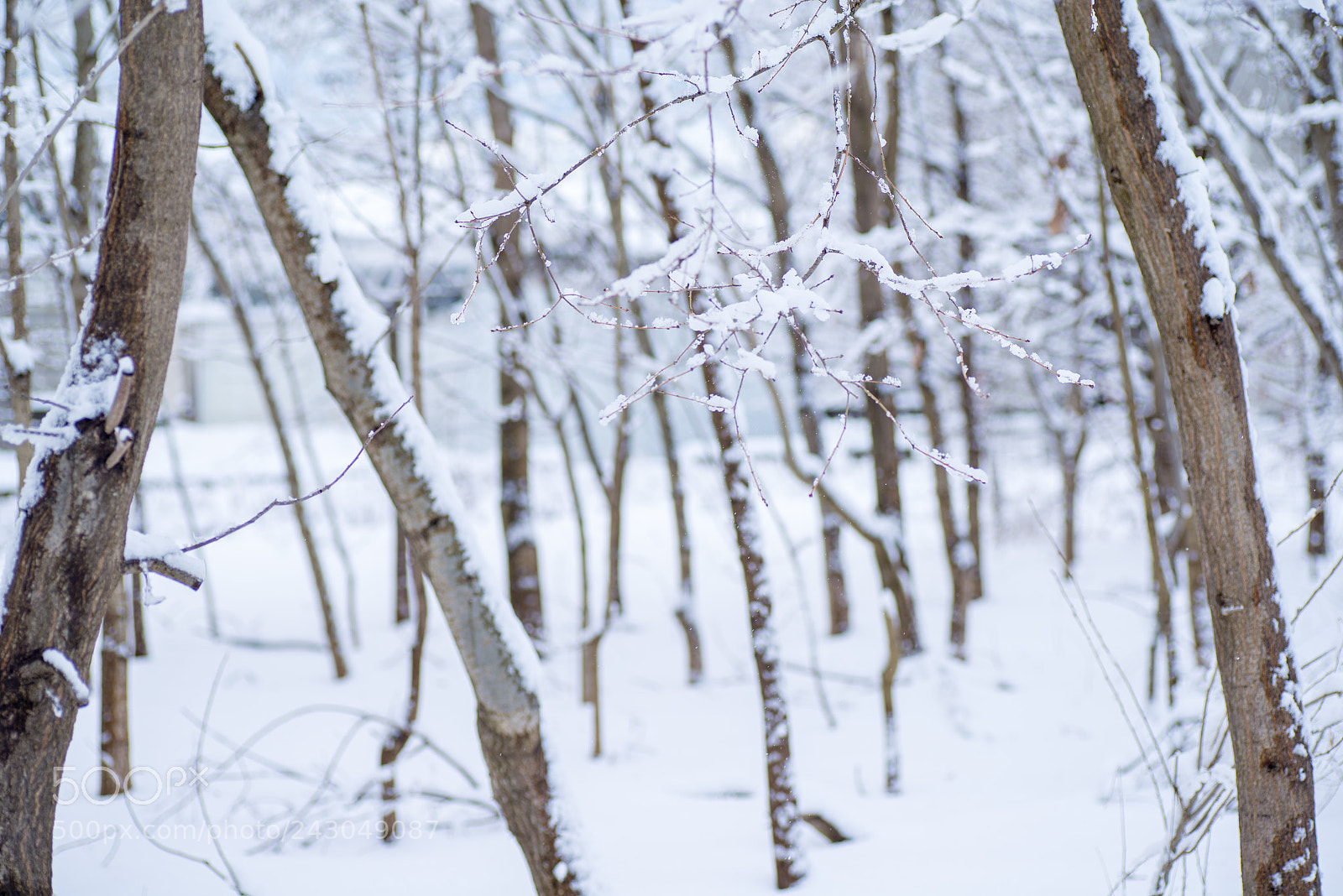 Nikon D600 sample photo. Winter coppice photography