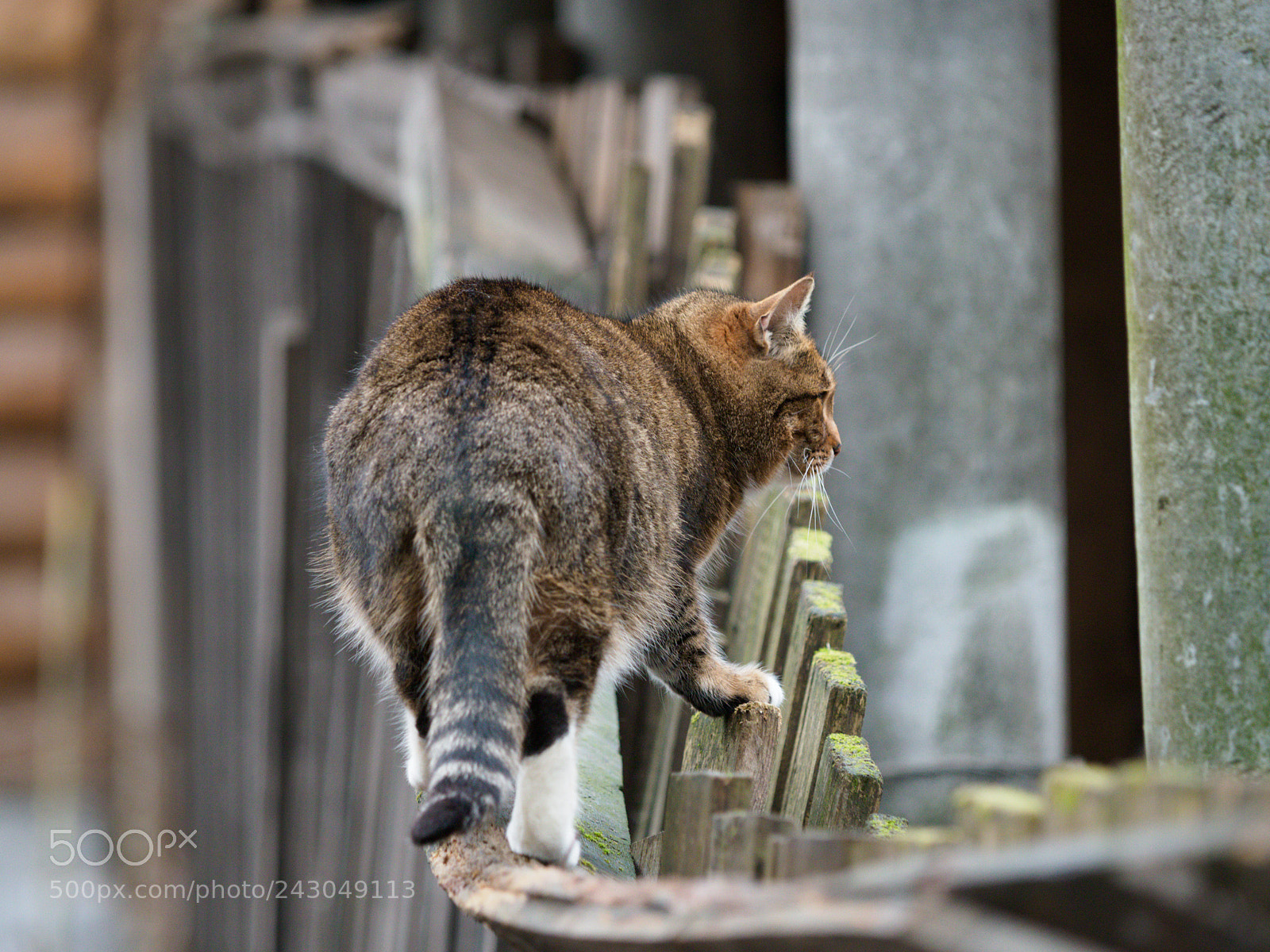 Olympus OM-D E-M1 Mark II sample photo. Fatcat story. pt3 walked photography