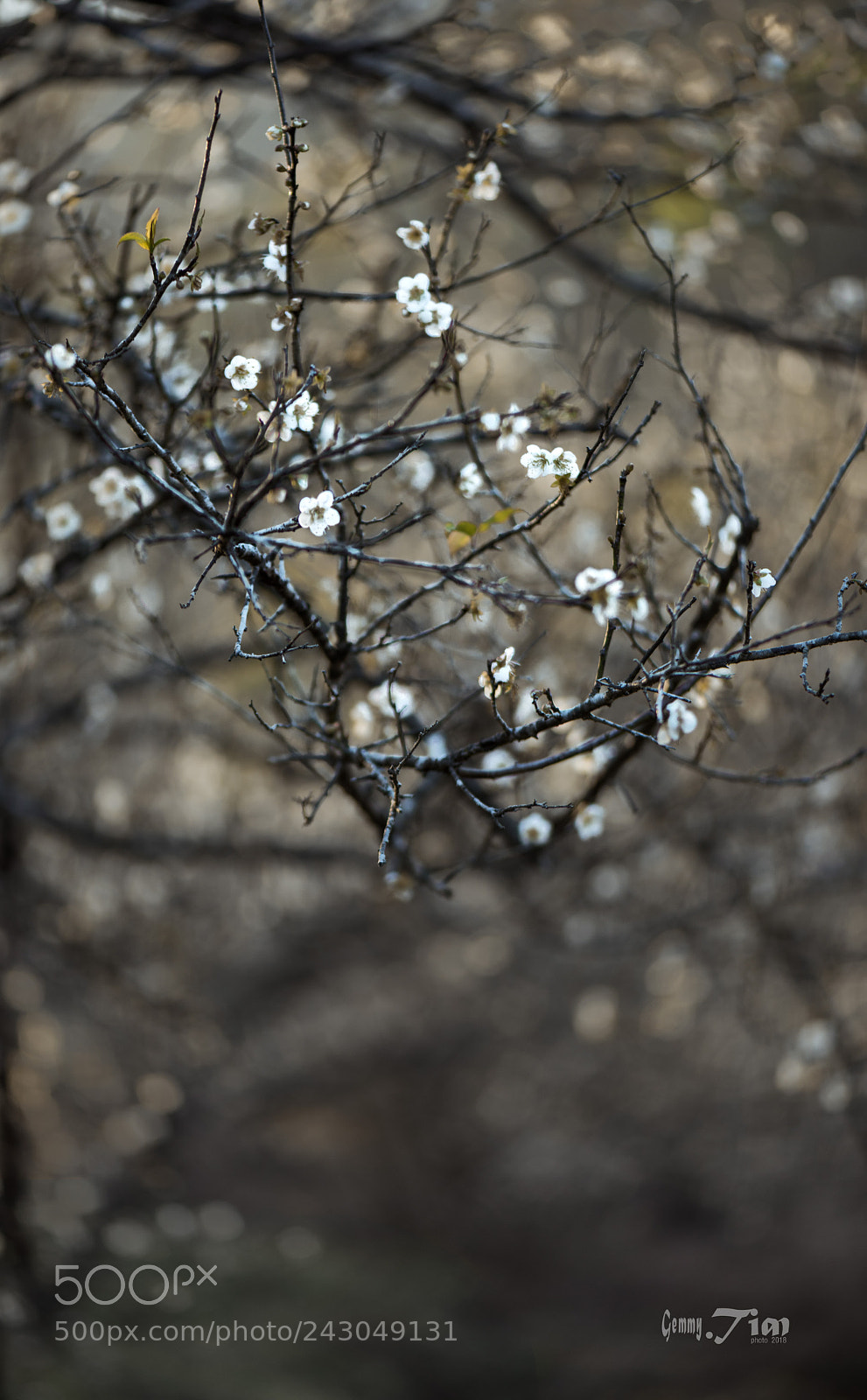 Nikon D810 sample photo. Plum blossom photography
