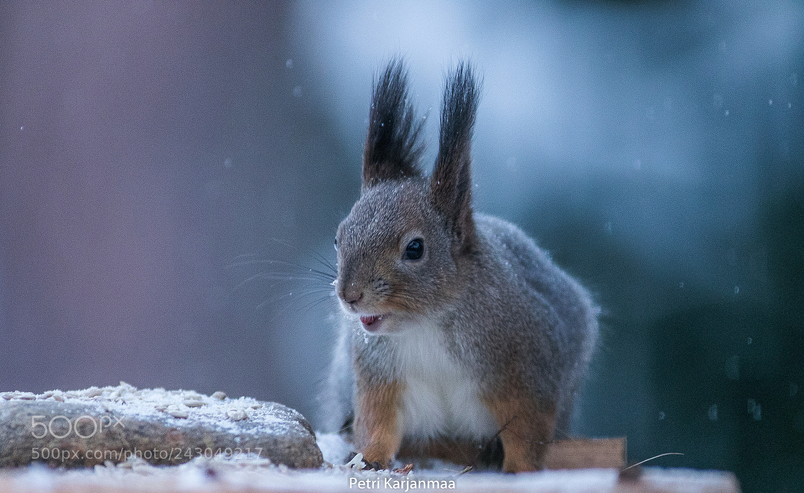 Canon EOS 7D Mark II sample photo. Squirrel and snow rain photography
