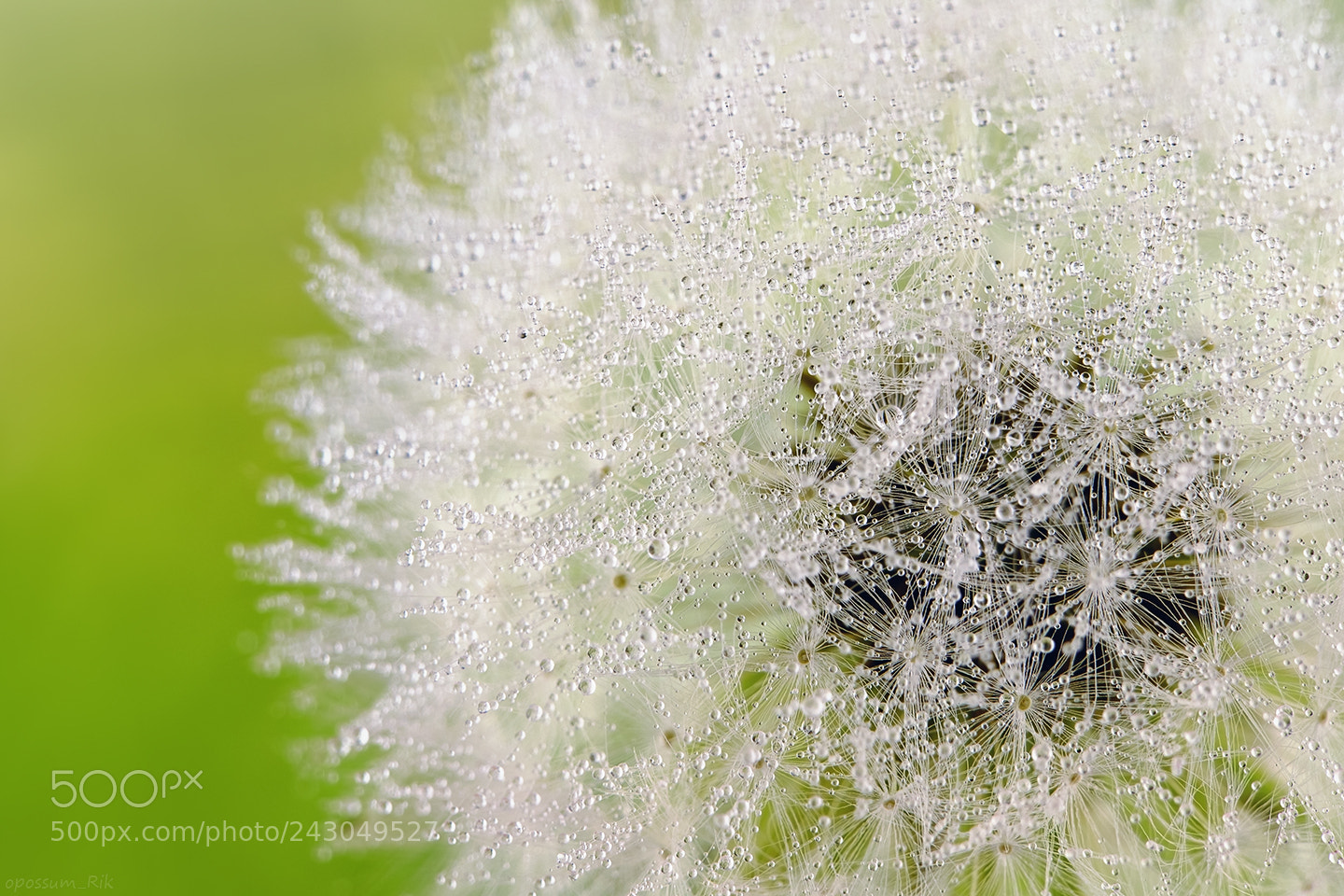 Panasonic Lumix DMC-FZ1000 sample photo. Wet dandelion photography