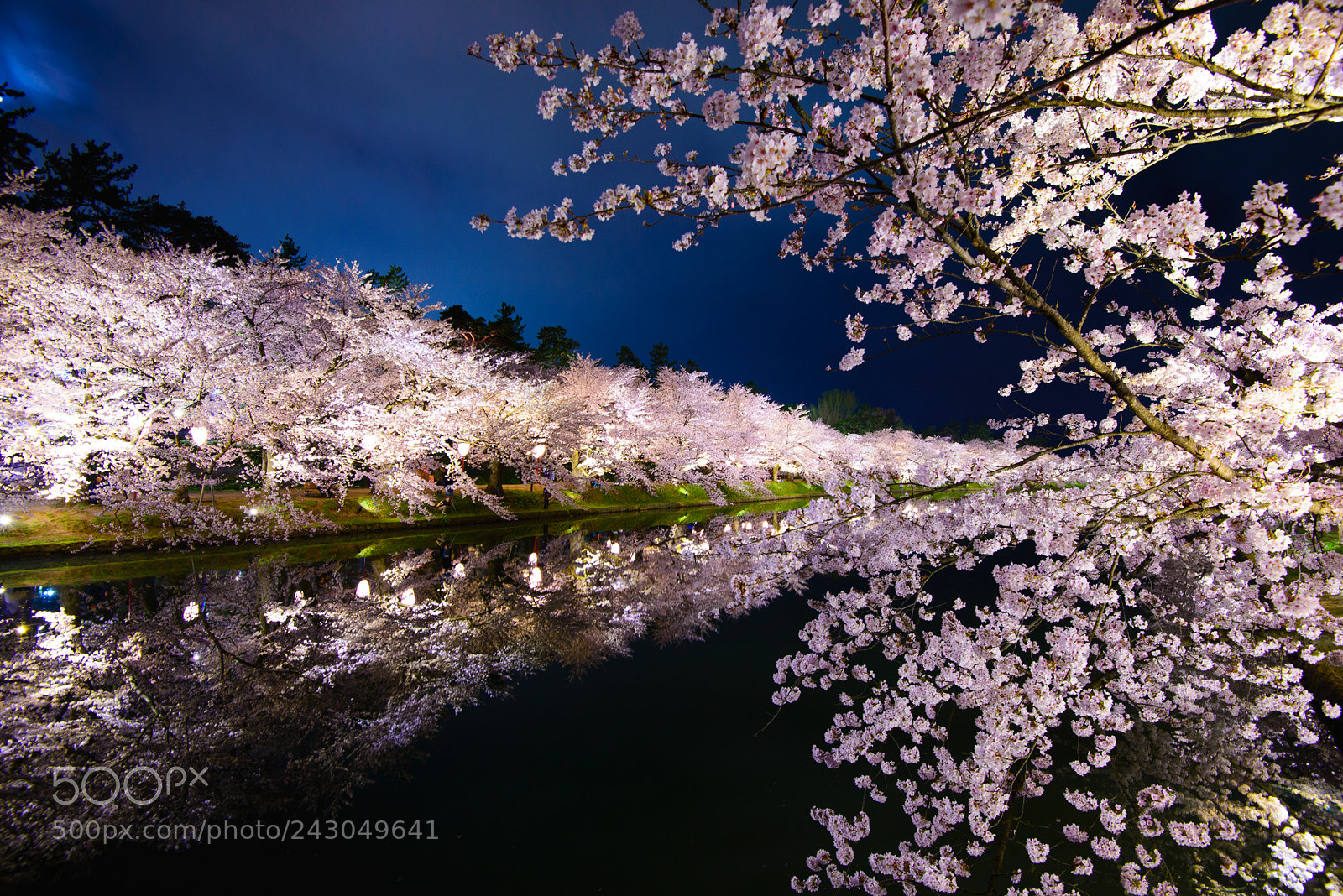 Nikon D600 sample photo. Sakura night photography