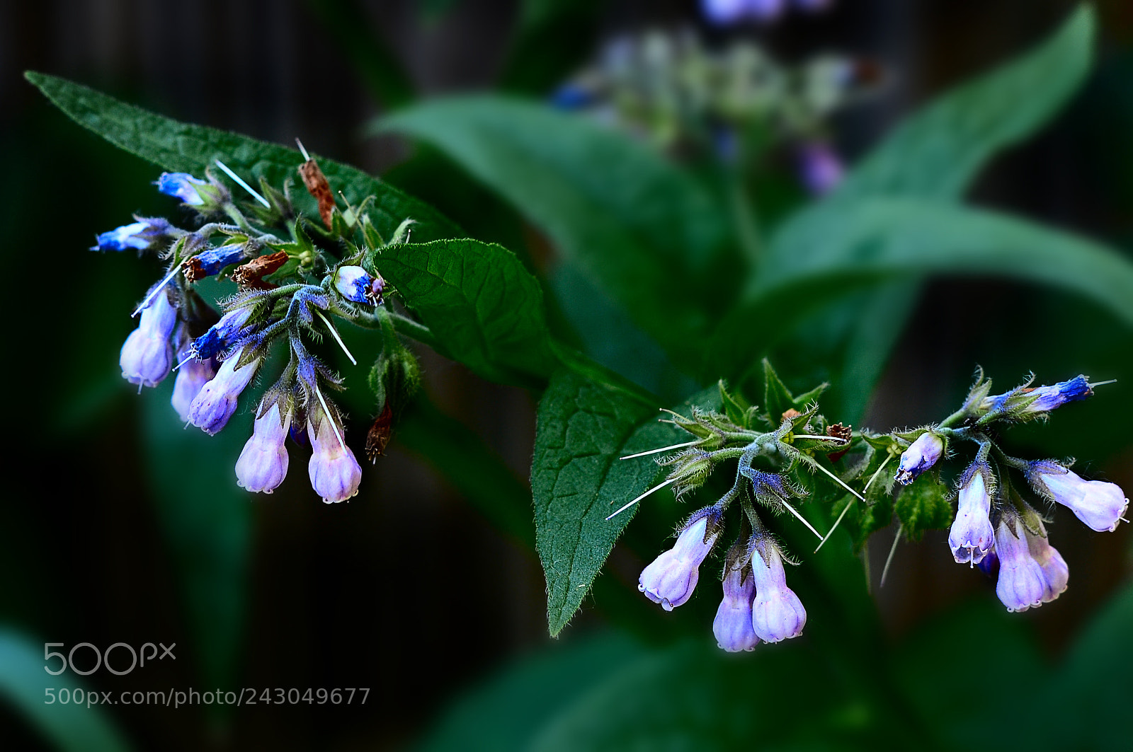 Nikon D300 sample photo. Цветение photography