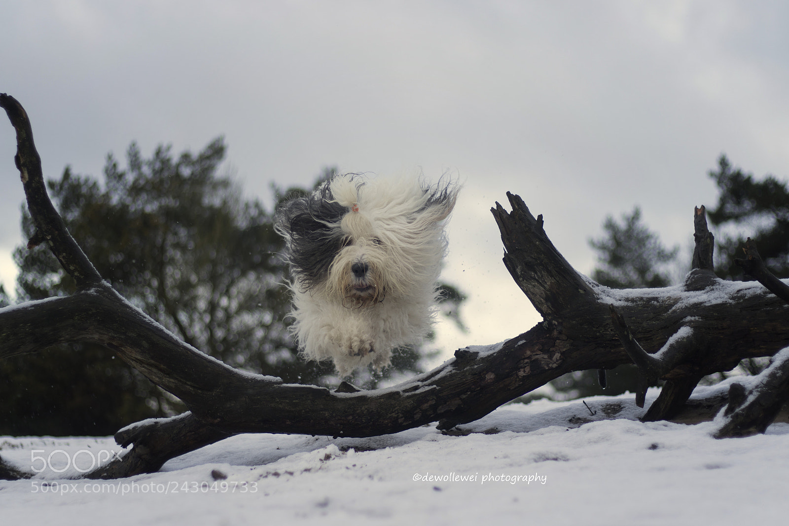 Canon EOS 7D Mark II sample photo. Scarlett's jump 2 photography