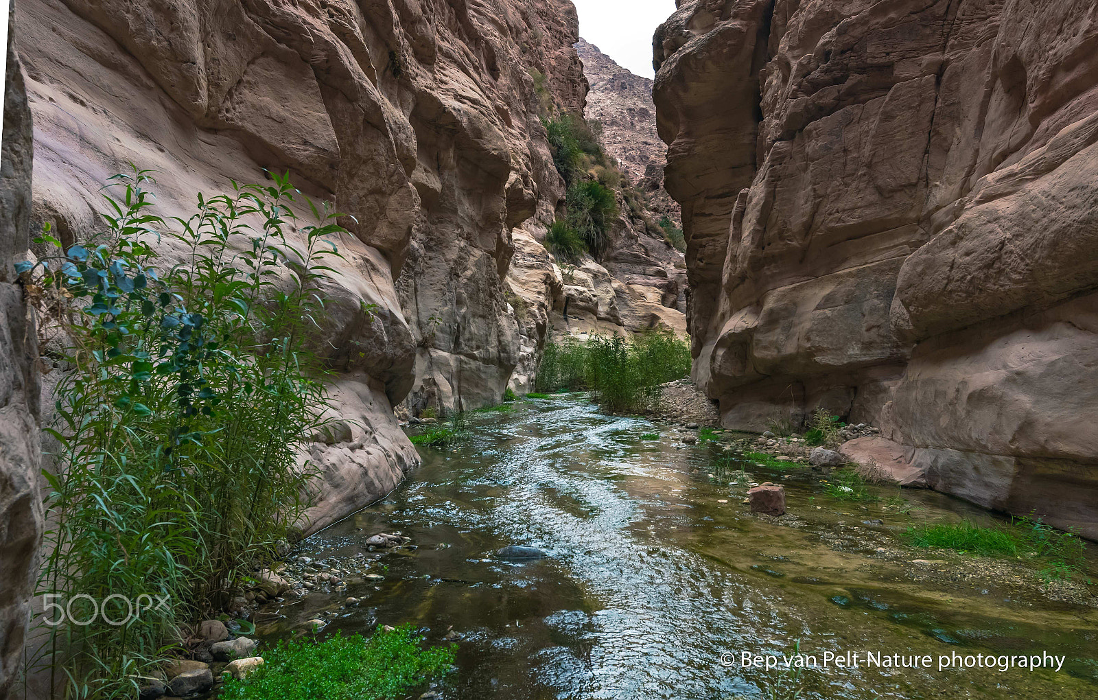 Nikon D500 sample photo. Life bringing water in wadi ghuweir photography