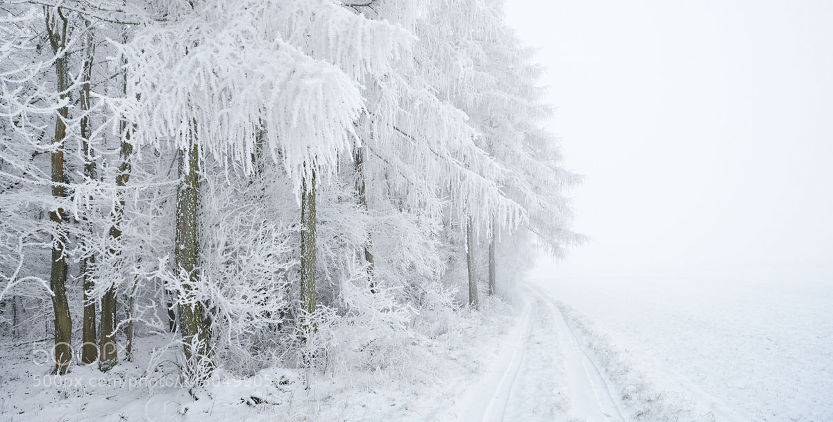 Nikon D800 sample photo. White winter solitude iii photography