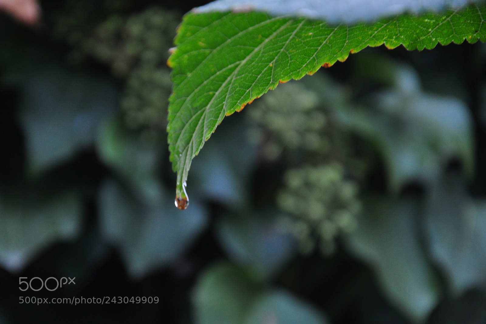 Nikon D90 sample photo. Unt.654 photography