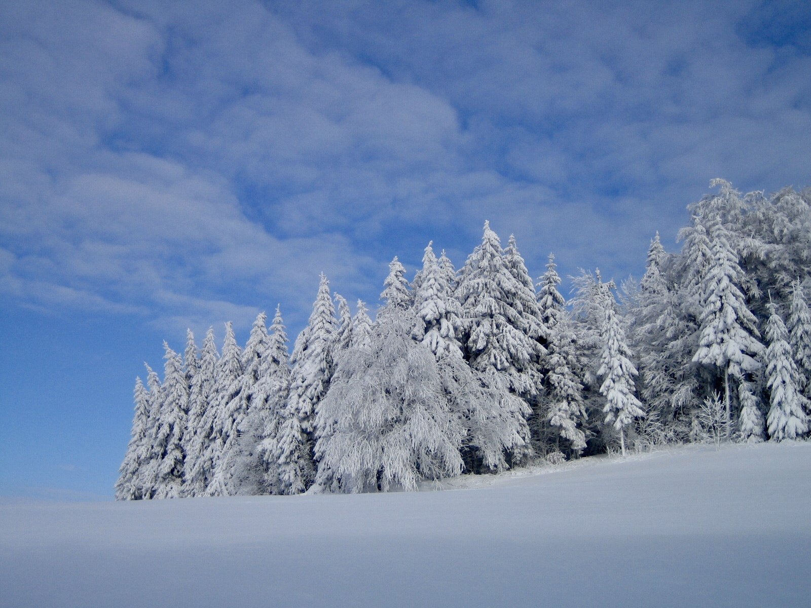 Canon DIGITAL IXUS 40 sample photo. Winter forest photography