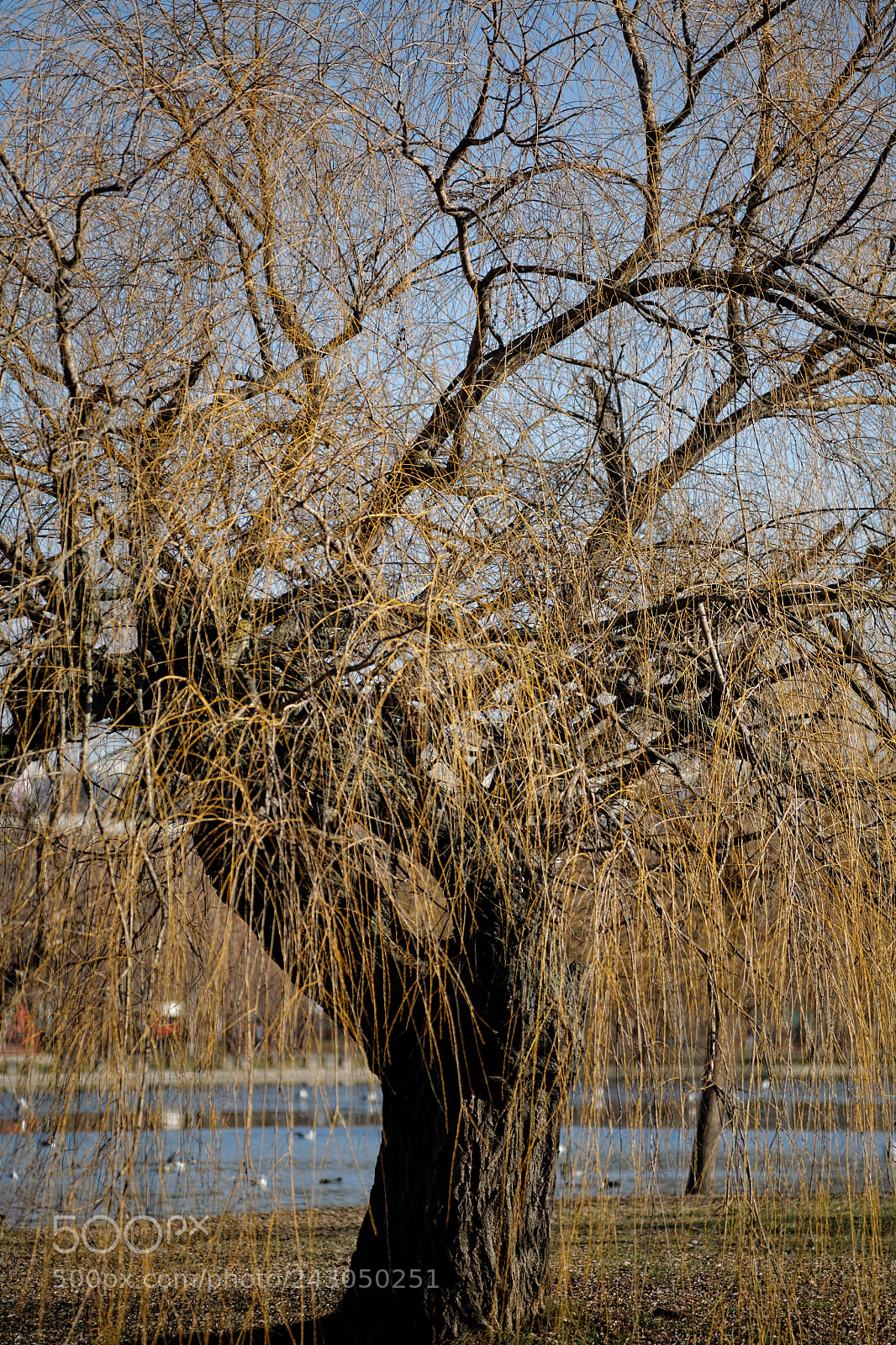 Canon EOS 5D sample photo. Roots photography