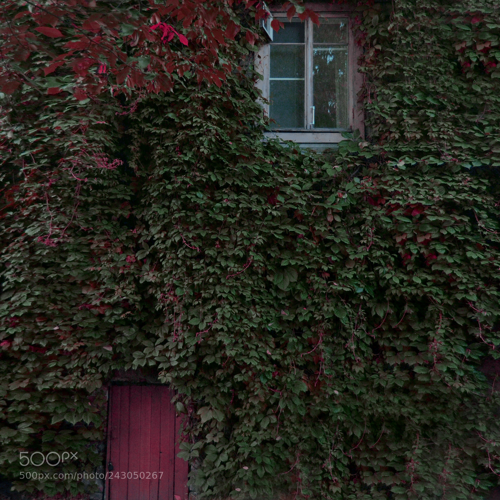 Nikon D3100 sample photo. Green house photography
