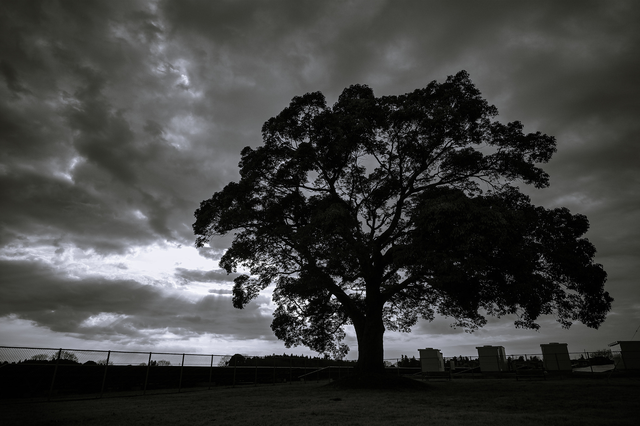 Sigma dp0 Quattro sample photo. 木 photography