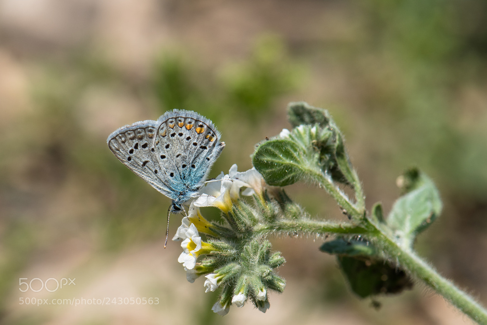 Nikon D810 sample photo. Cokgozlu....... photography