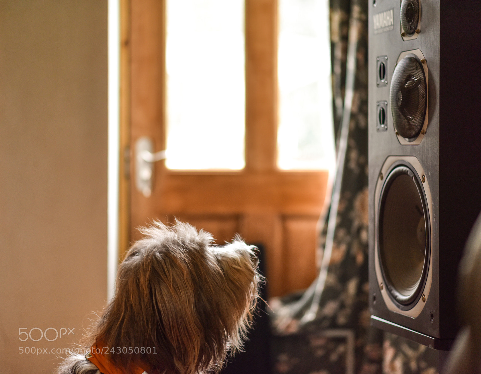 Nikon D810 sample photo. His masters voice photography