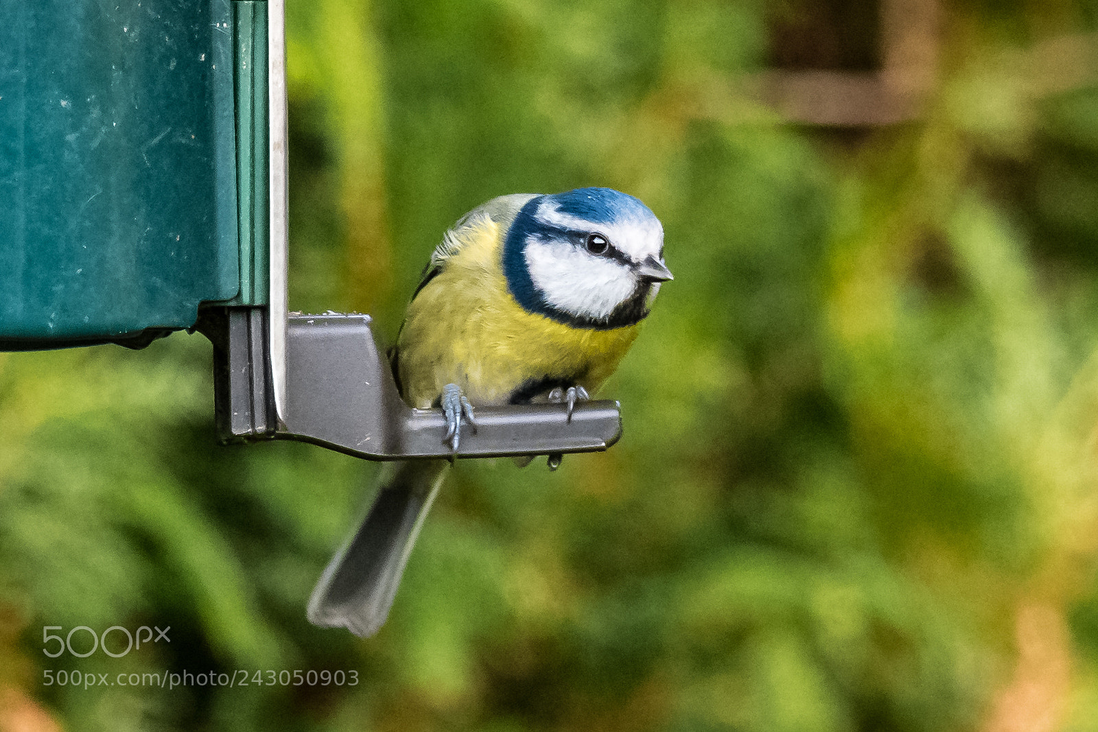Nikon D850 sample photo. Crouching blue tit photography