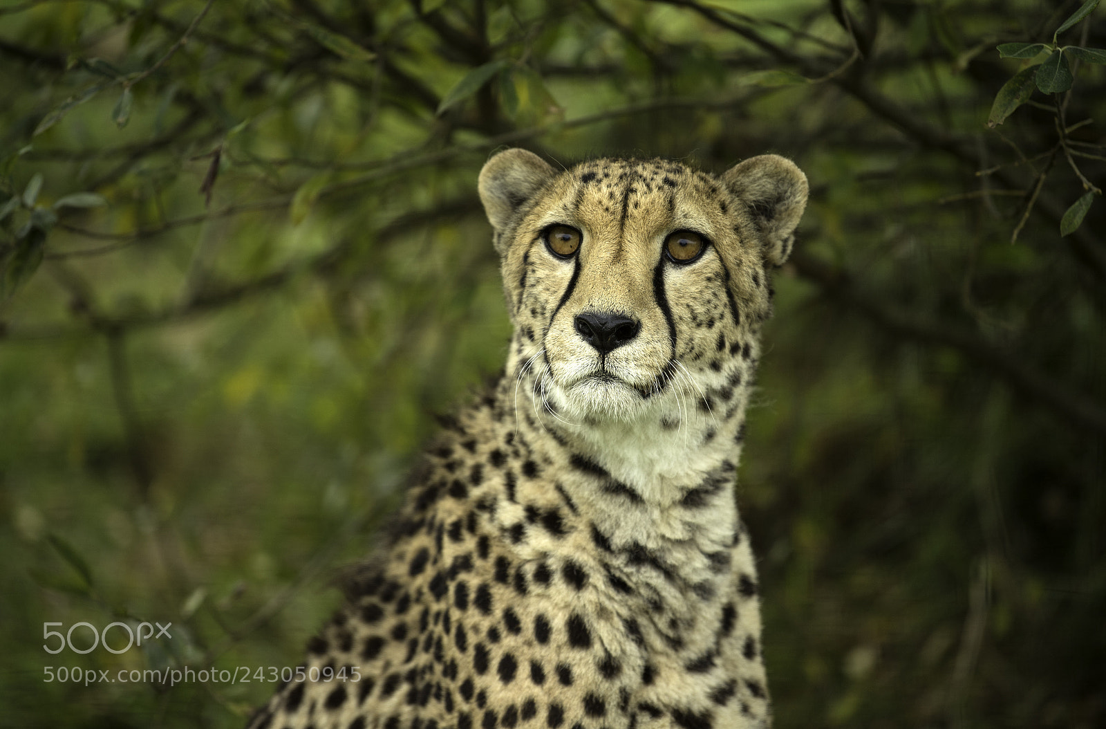 Nikon D5 sample photo. Cheetah series photography