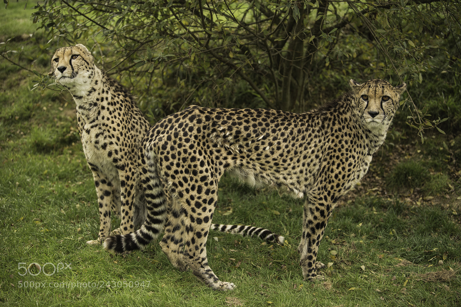 Nikon D5 sample photo. Cheetah series photography
