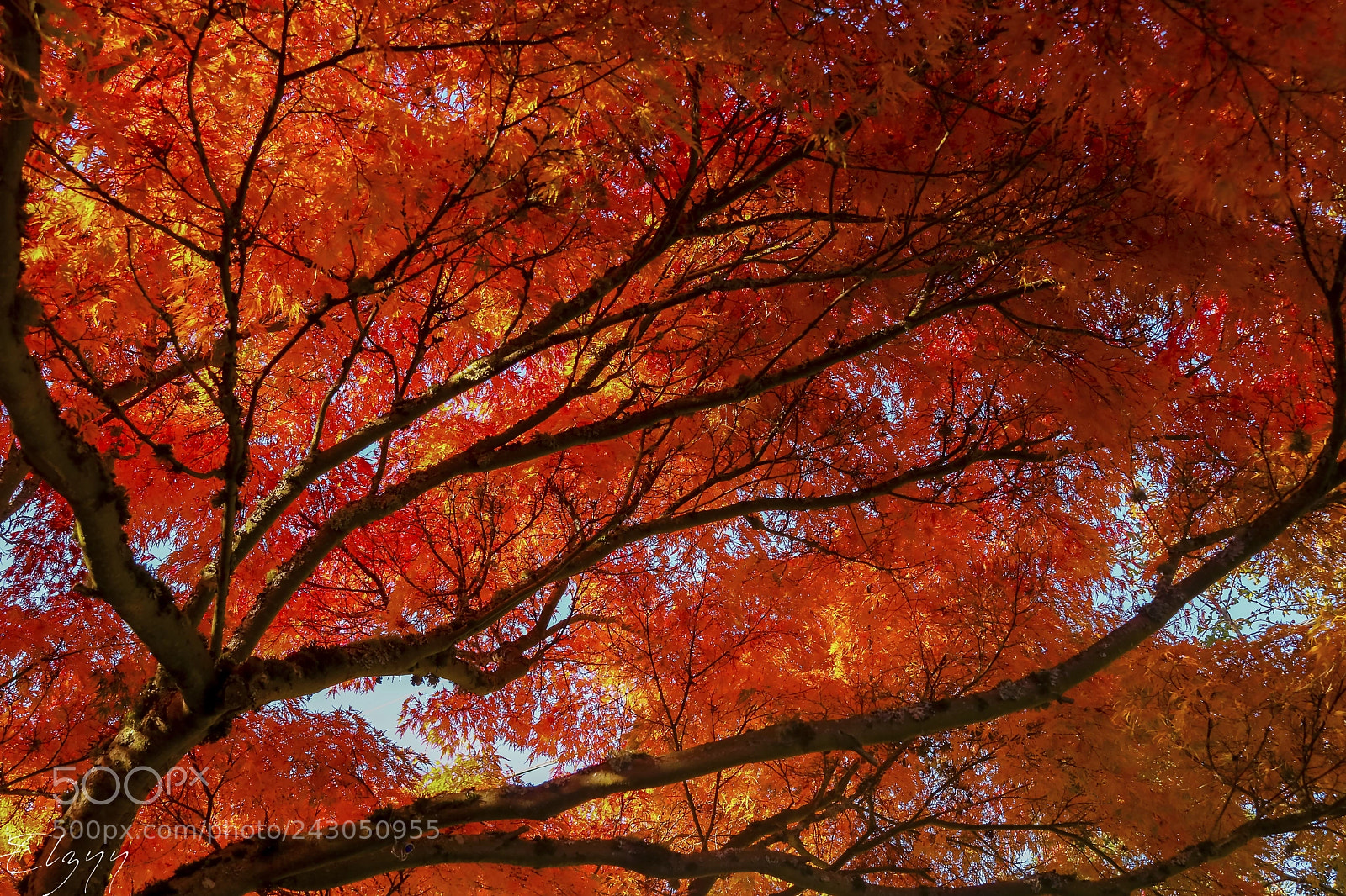 Canon EOS 750D (EOS Rebel T6i / EOS Kiss X8i) sample photo. Japanese fall photography