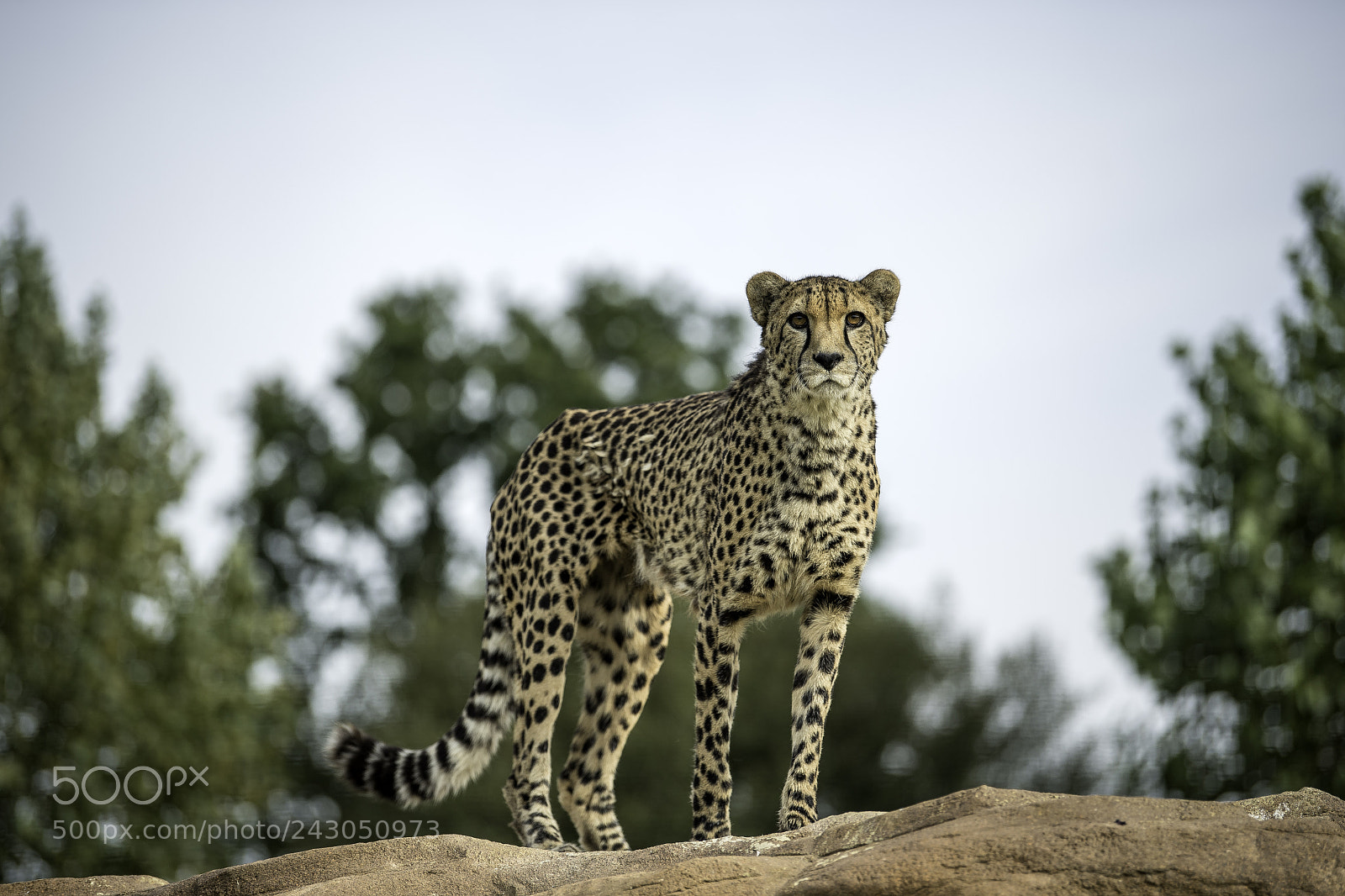 Nikon D5 sample photo. Cheetah series photography