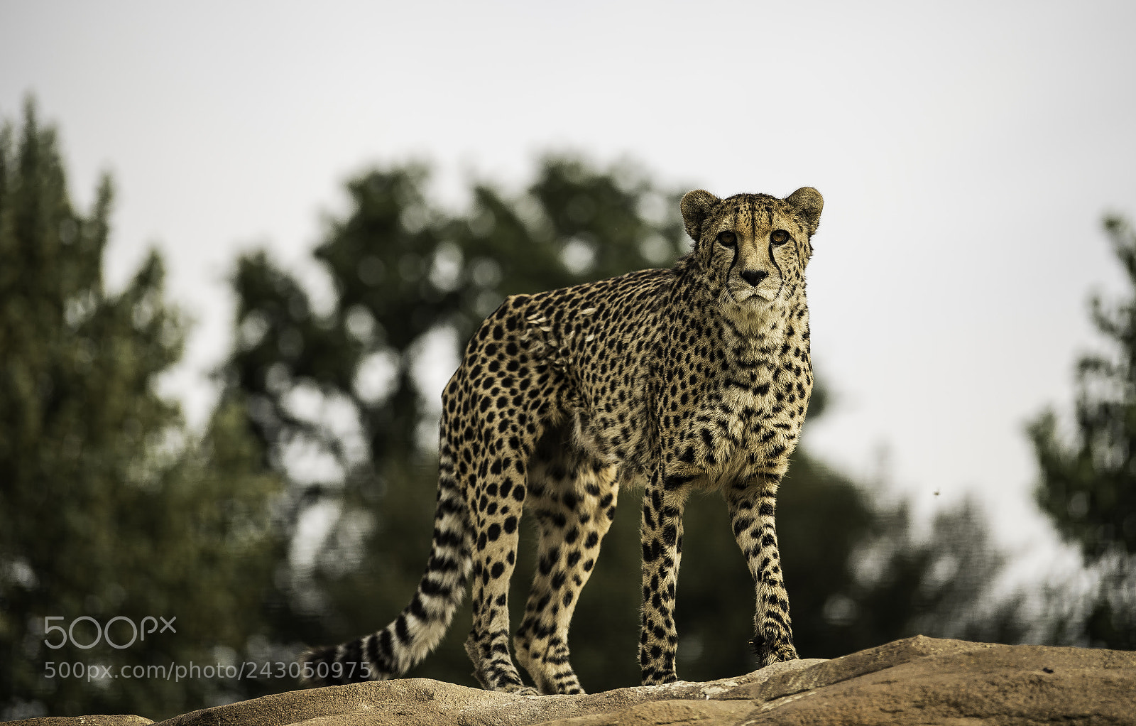 Nikon D5 sample photo. Cheetah series photography