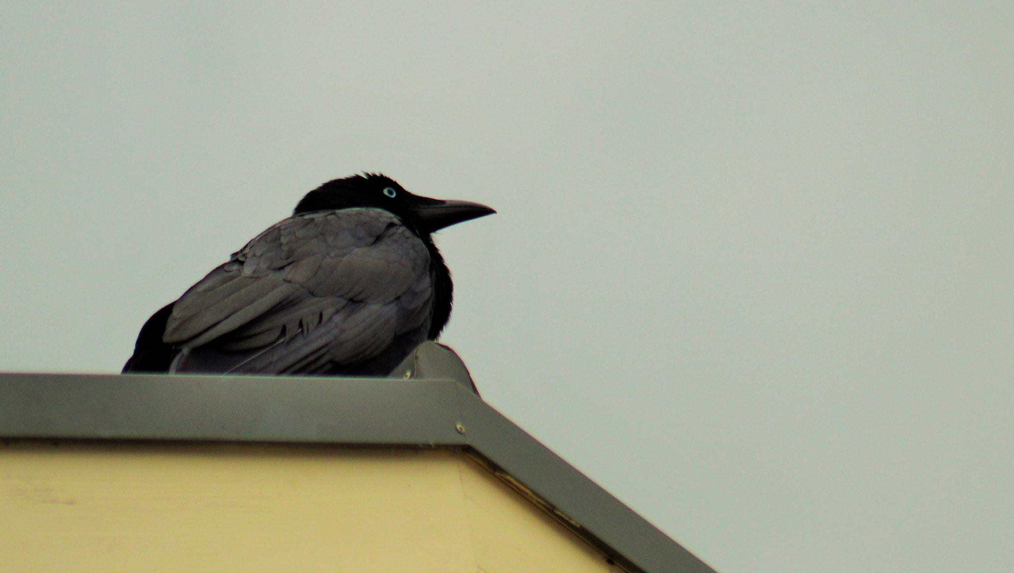 Sigma 70-300mm F4-5.6 APO DG Macro sample photo. () photography