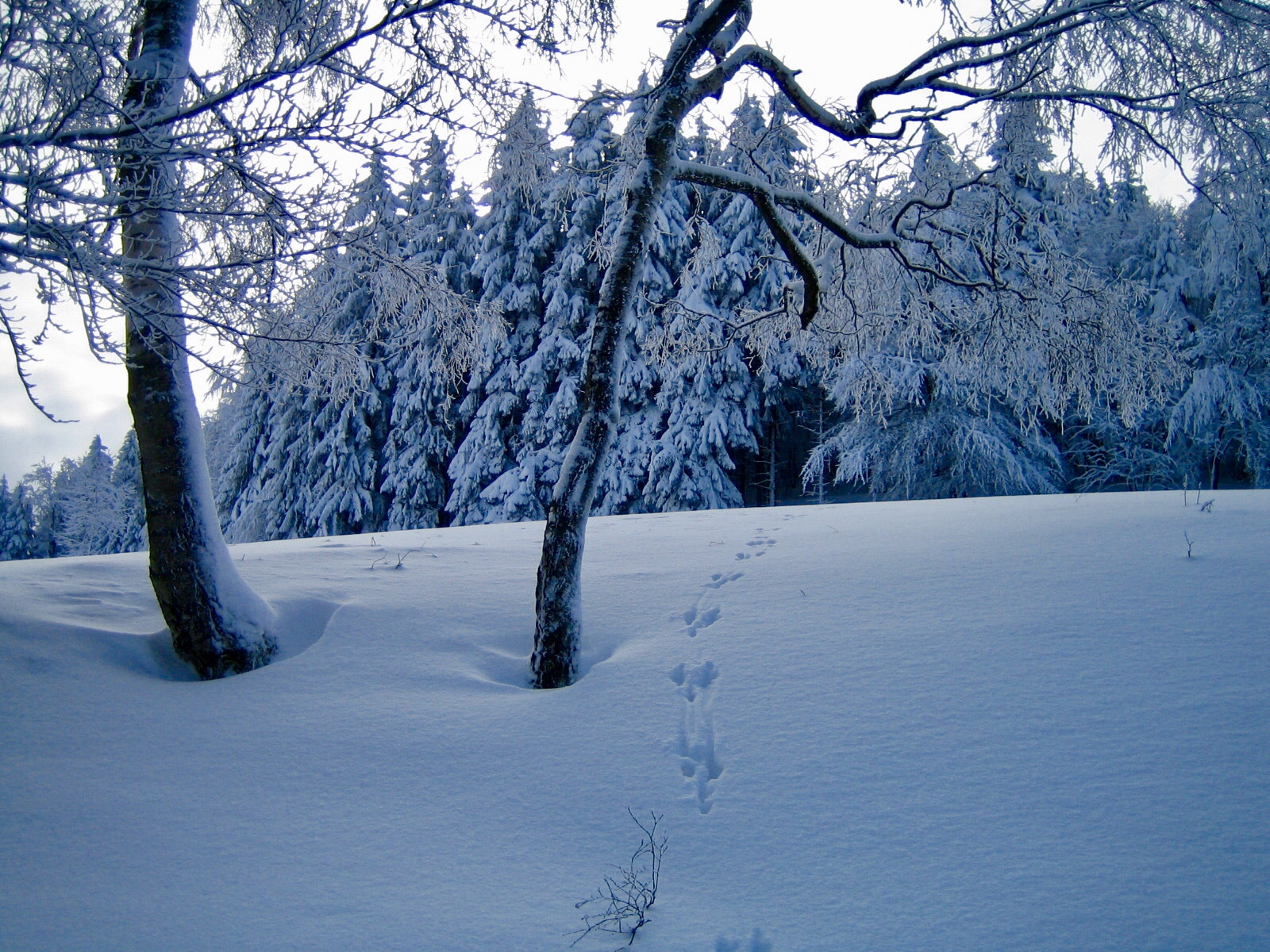 Canon DIGITAL IXUS 40 sample photo. Spuren im schnee - spurs in the snow photography