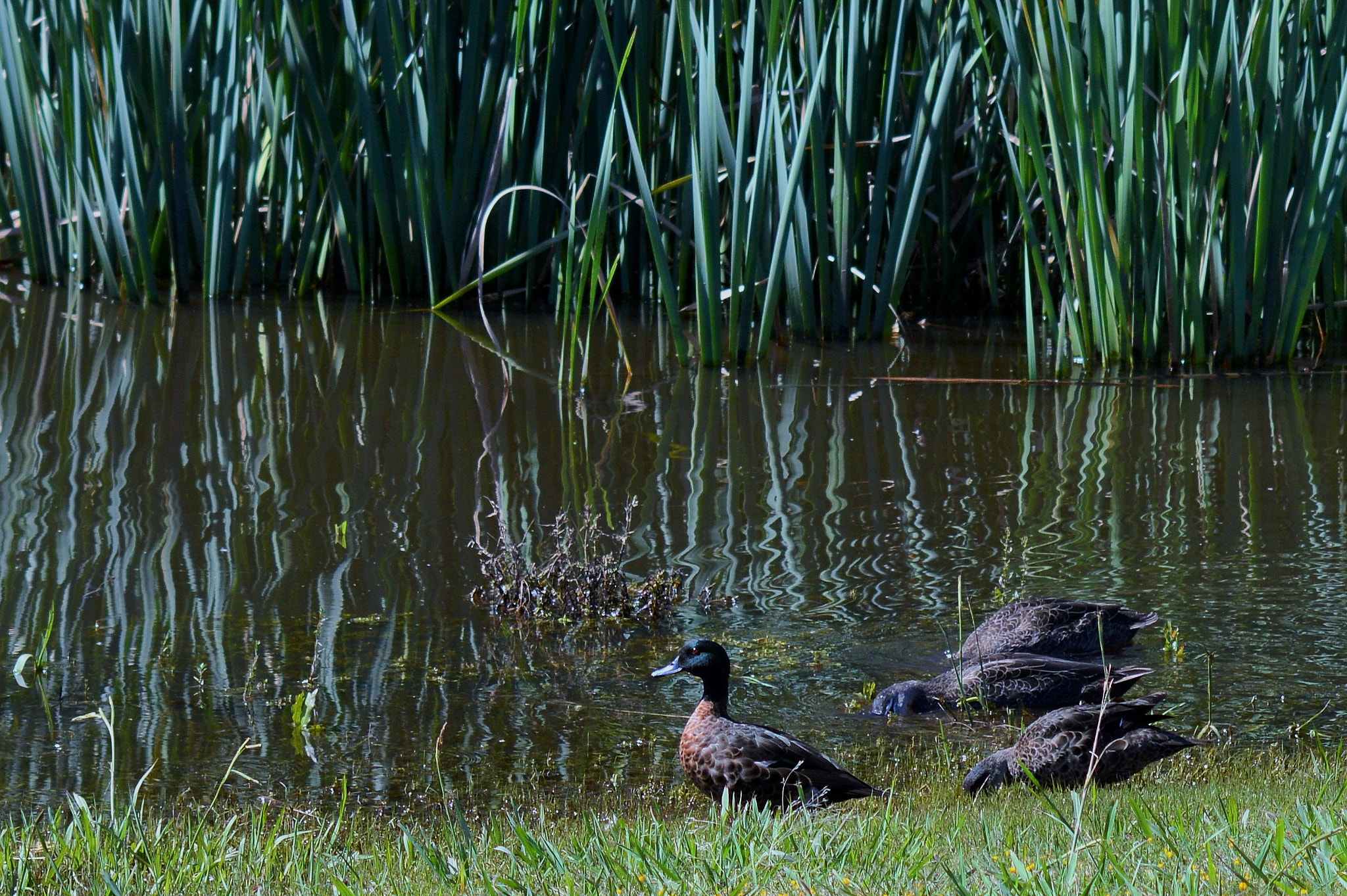 Sigma 70-300mm F4-5.6 APO DG Macro sample photo. () photography