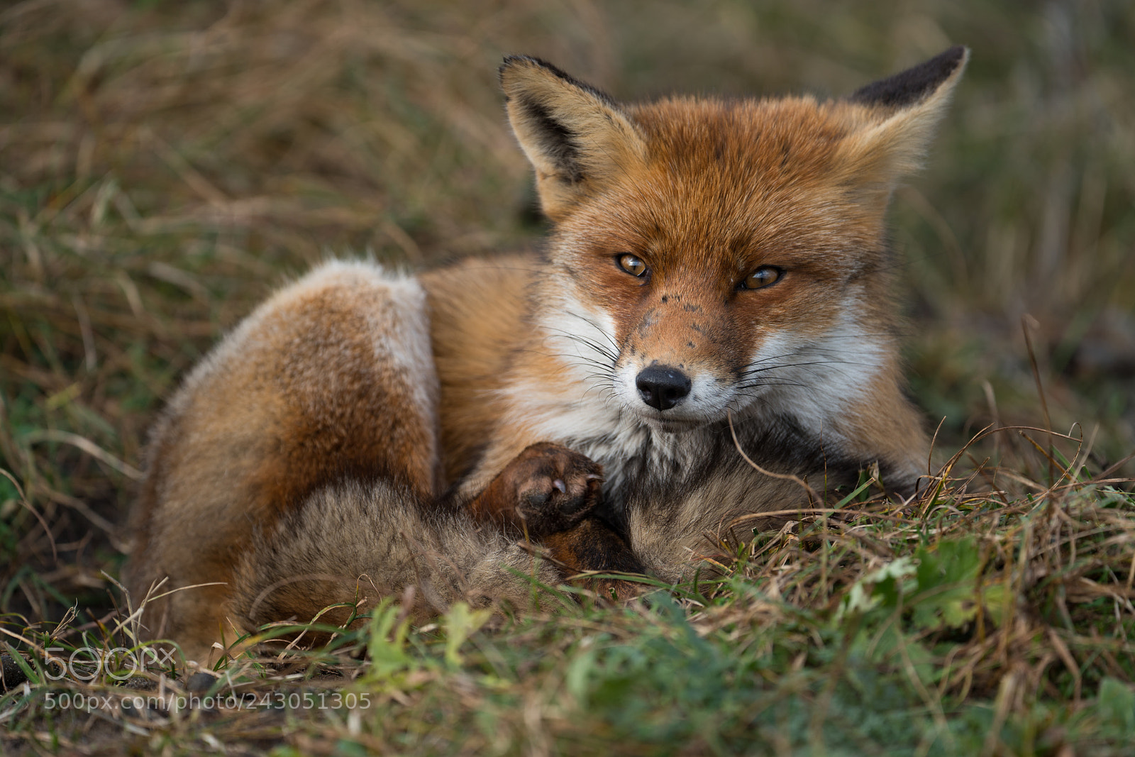 Sony a7R III sample photo. Fox2 photography