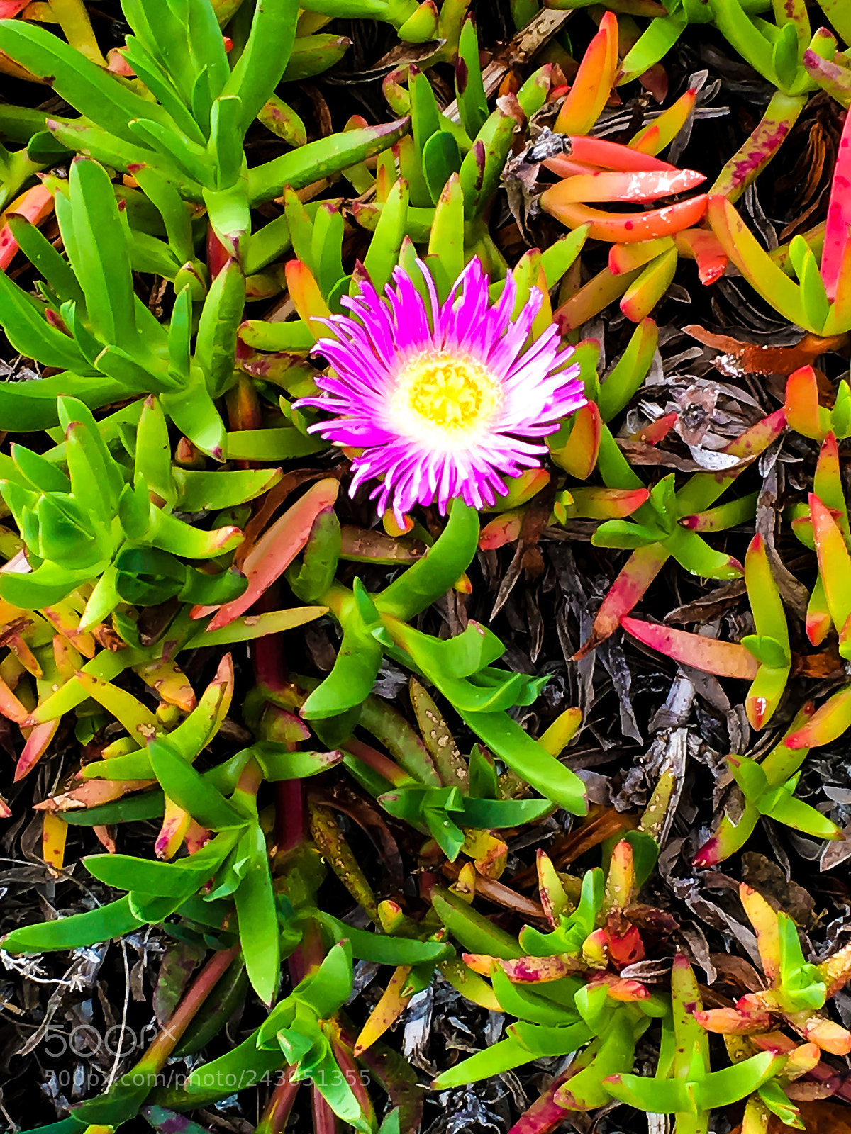 Apple iPhone 6s sample photo. Bloom in the dunes. photography