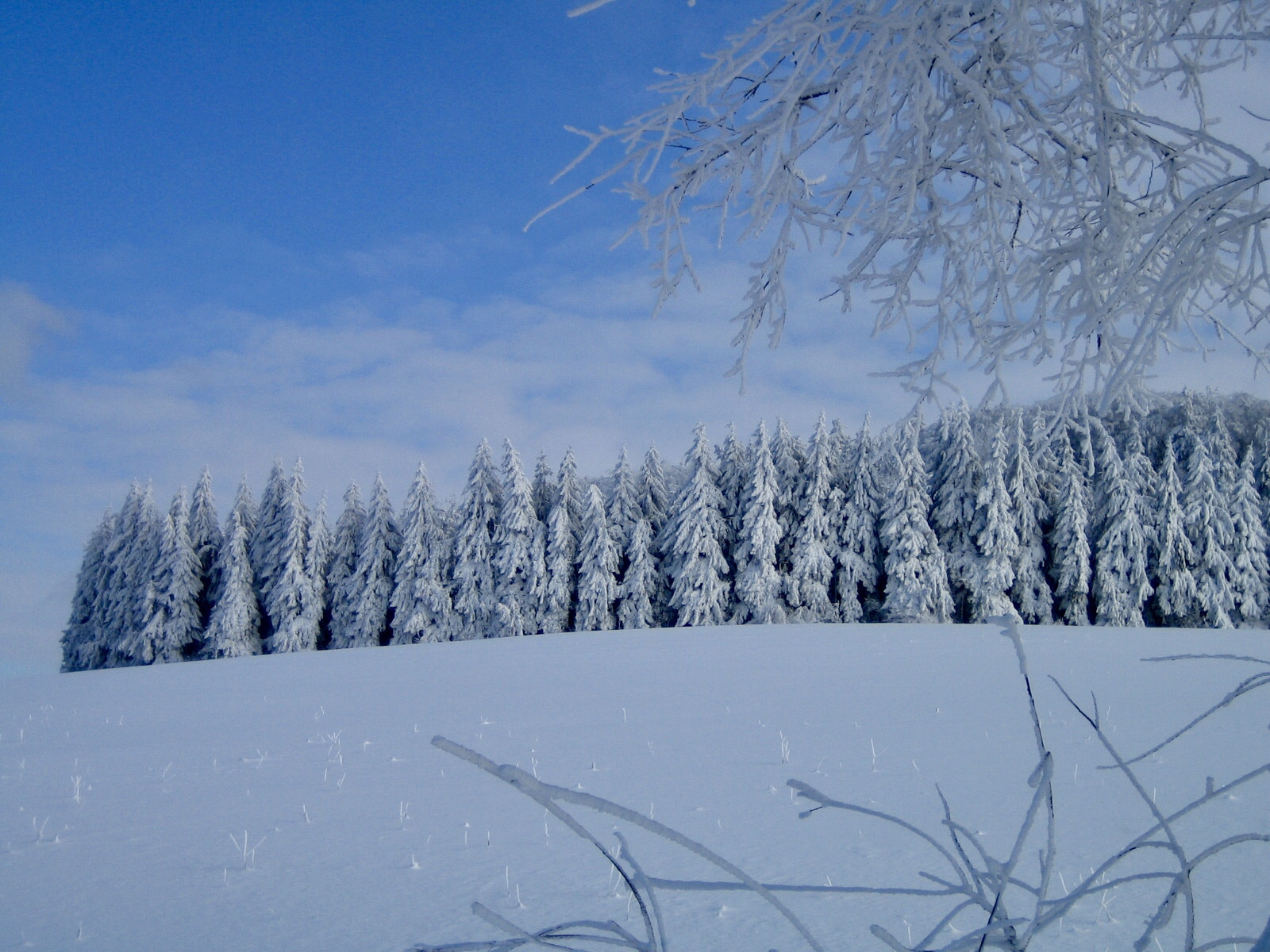 Canon DIGITAL IXUS 40 sample photo. Fairytale forest photography
