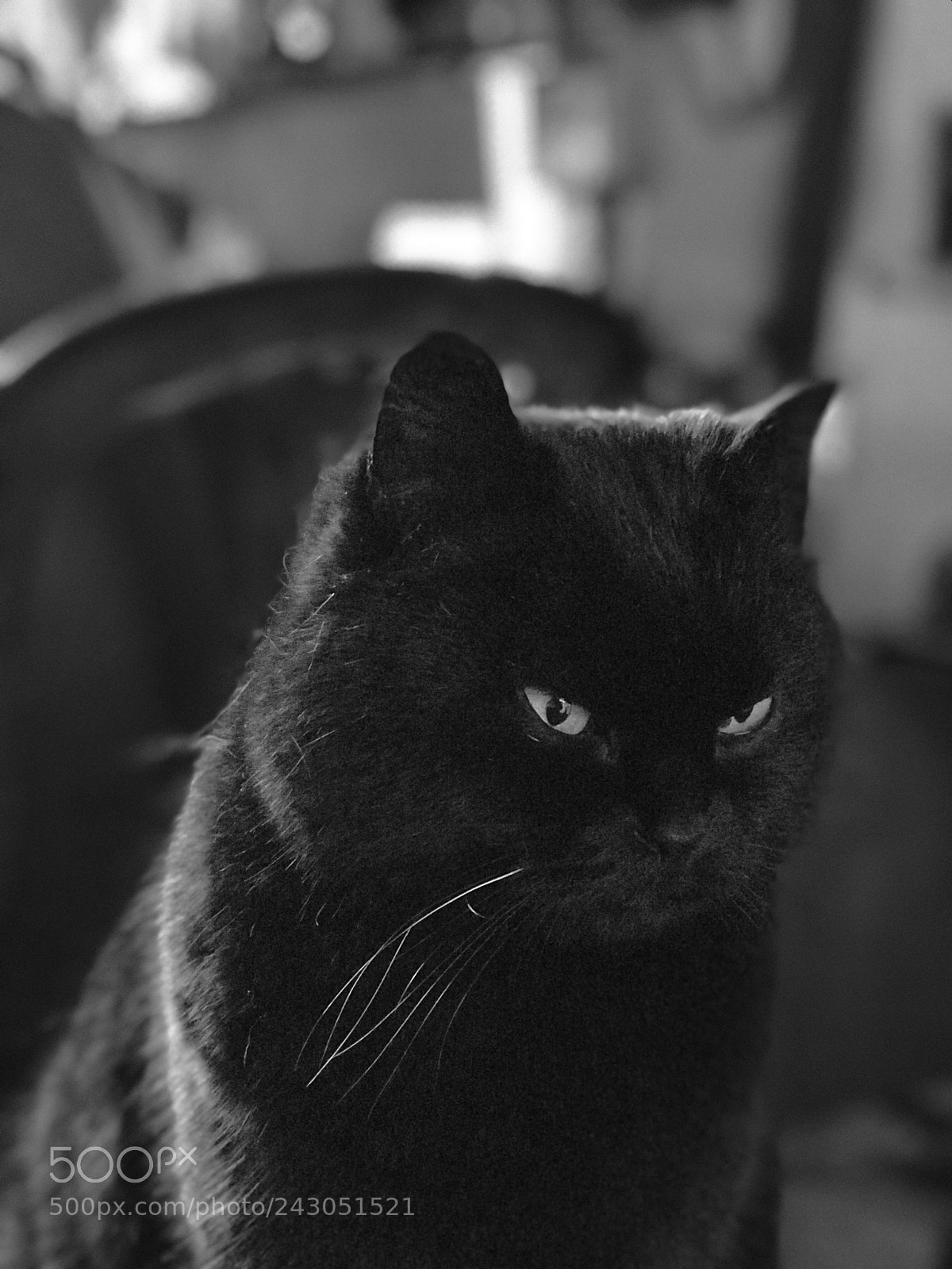 Apple iPhone 7 Plus sample photo. Untitled photography