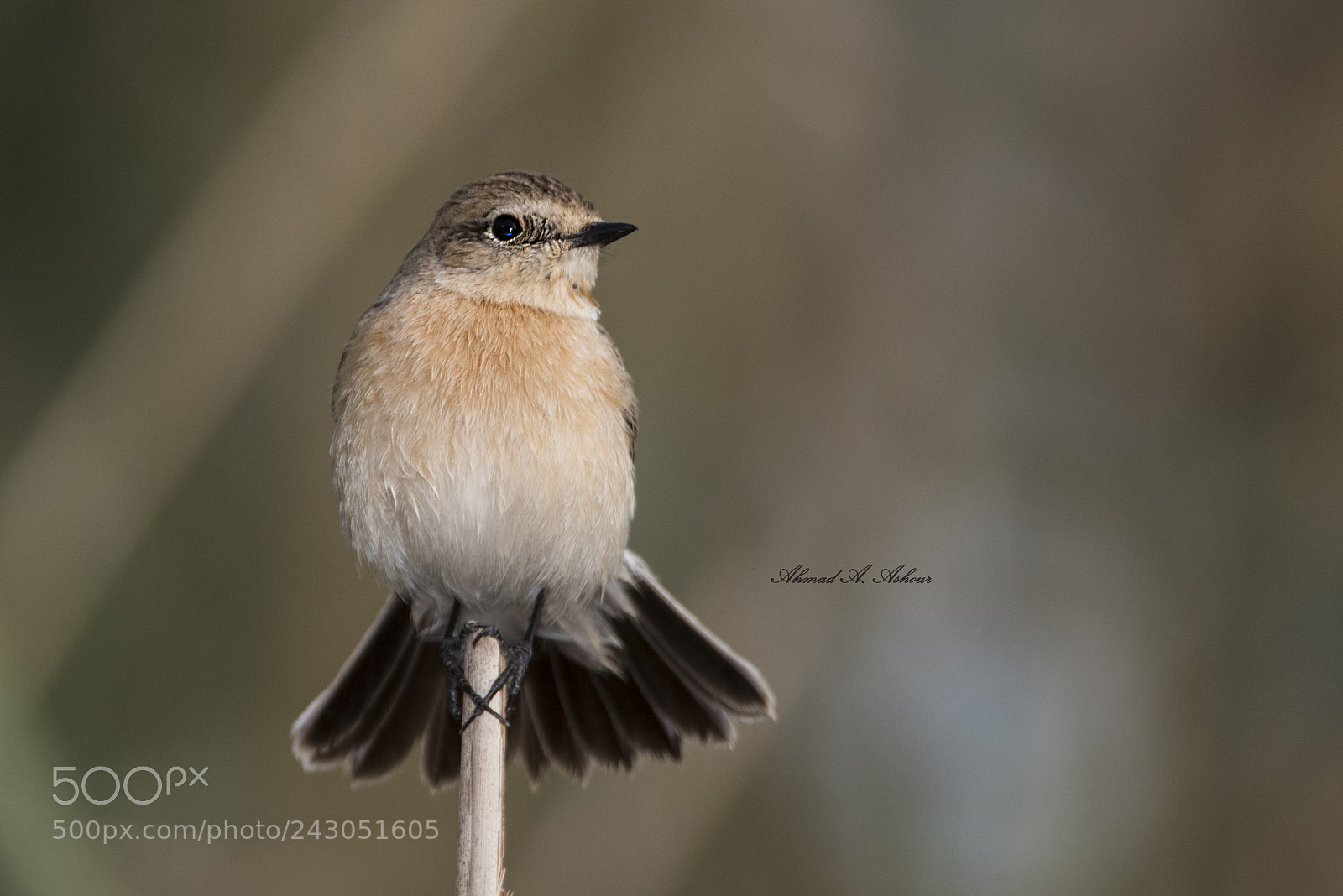 Nikon D810 sample photo. European stonechat female photography