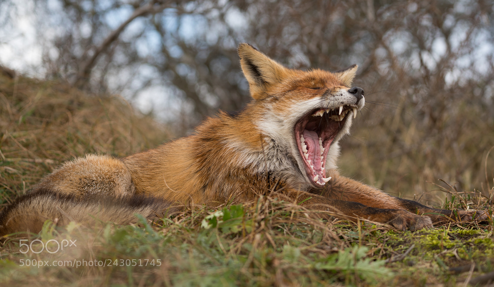 Sony a7R III sample photo. Fox3 photography