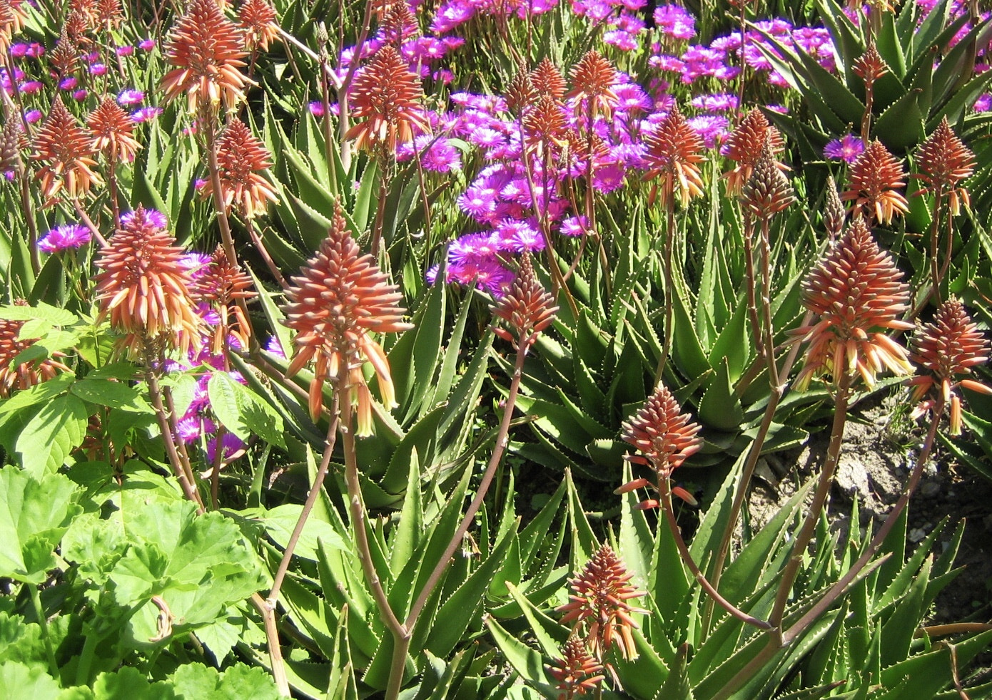 Canon DIGITAL IXUS 40 sample photo. Aloe vera photography
