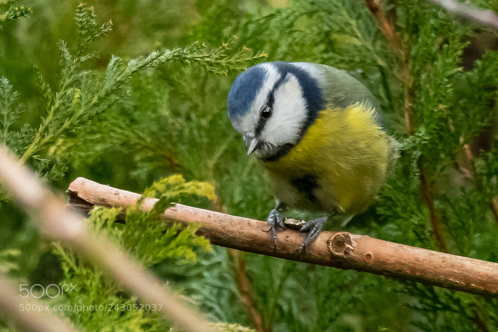 Nikon D850 sample photo. Nuts about nuts! photography