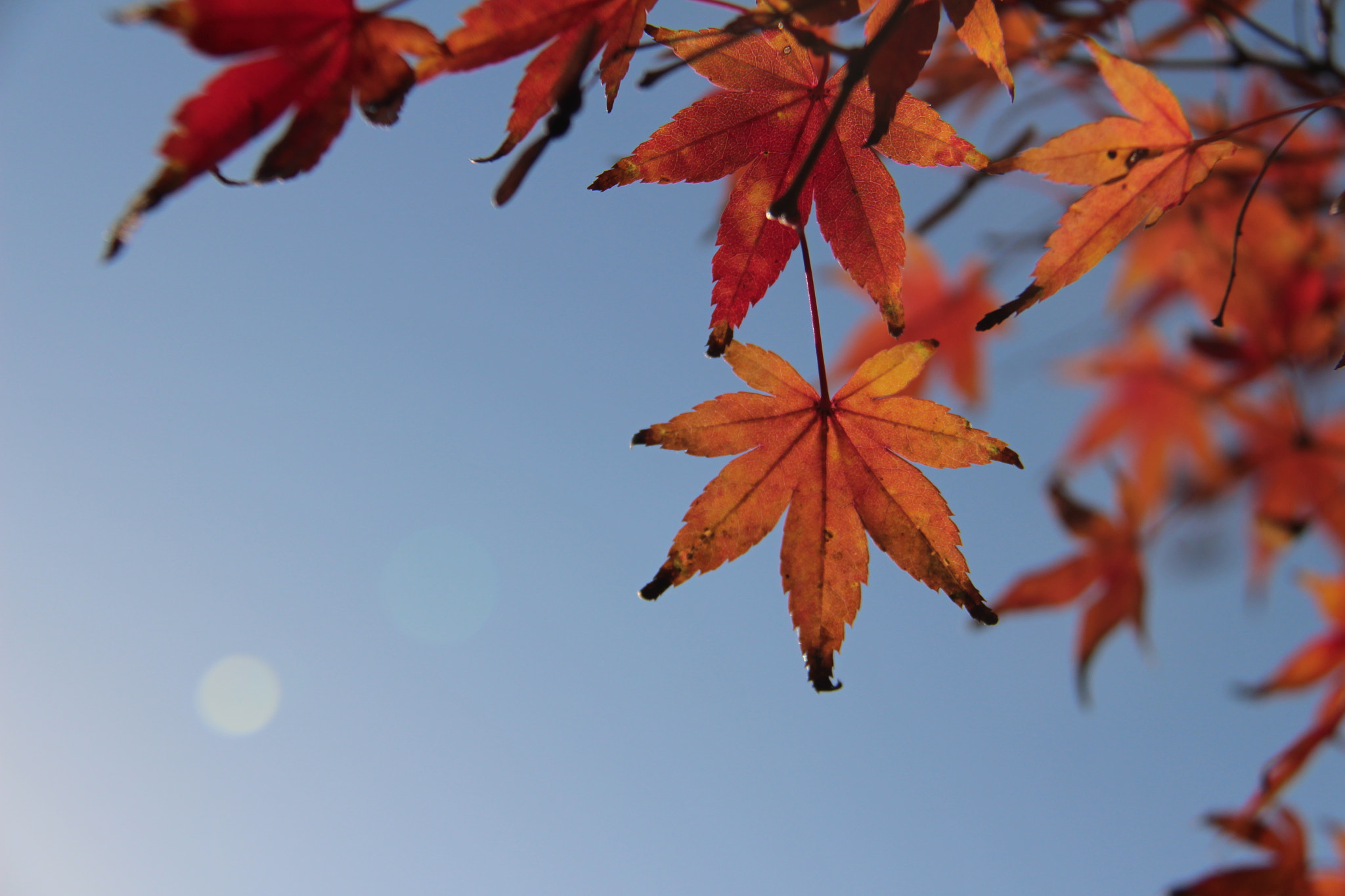 Canon EF-S 18-200mm F3.5-5.6 IS sample photo. Img photography