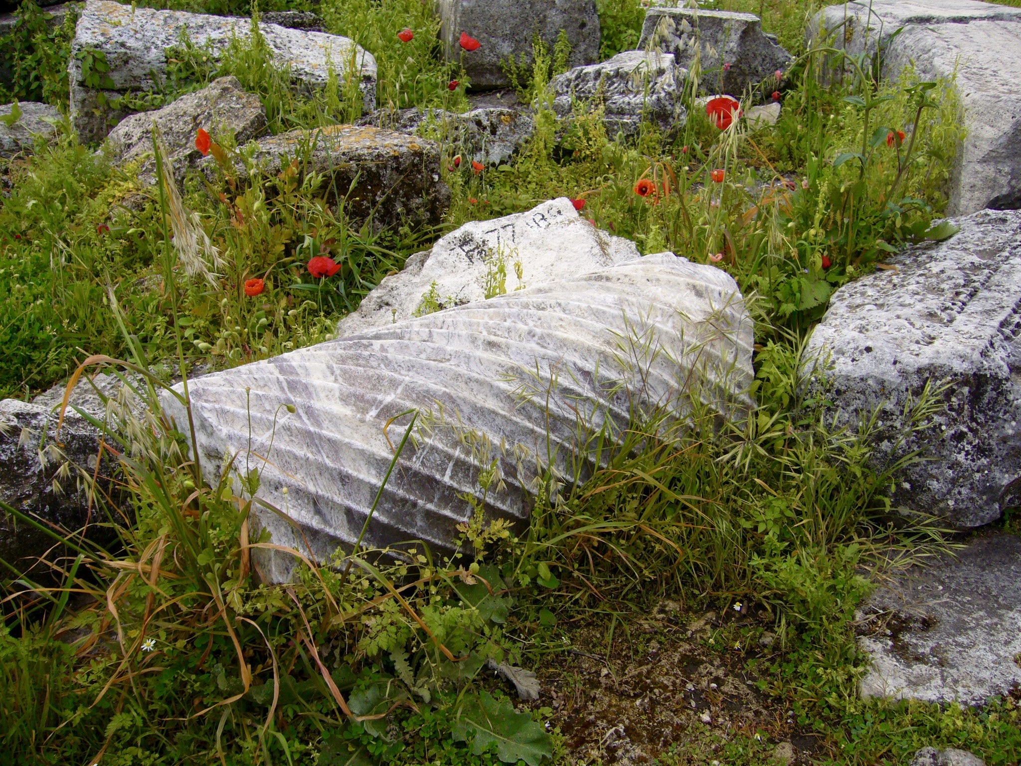 Panasonic DMC-FX9 sample photo. Marble and poppies photography