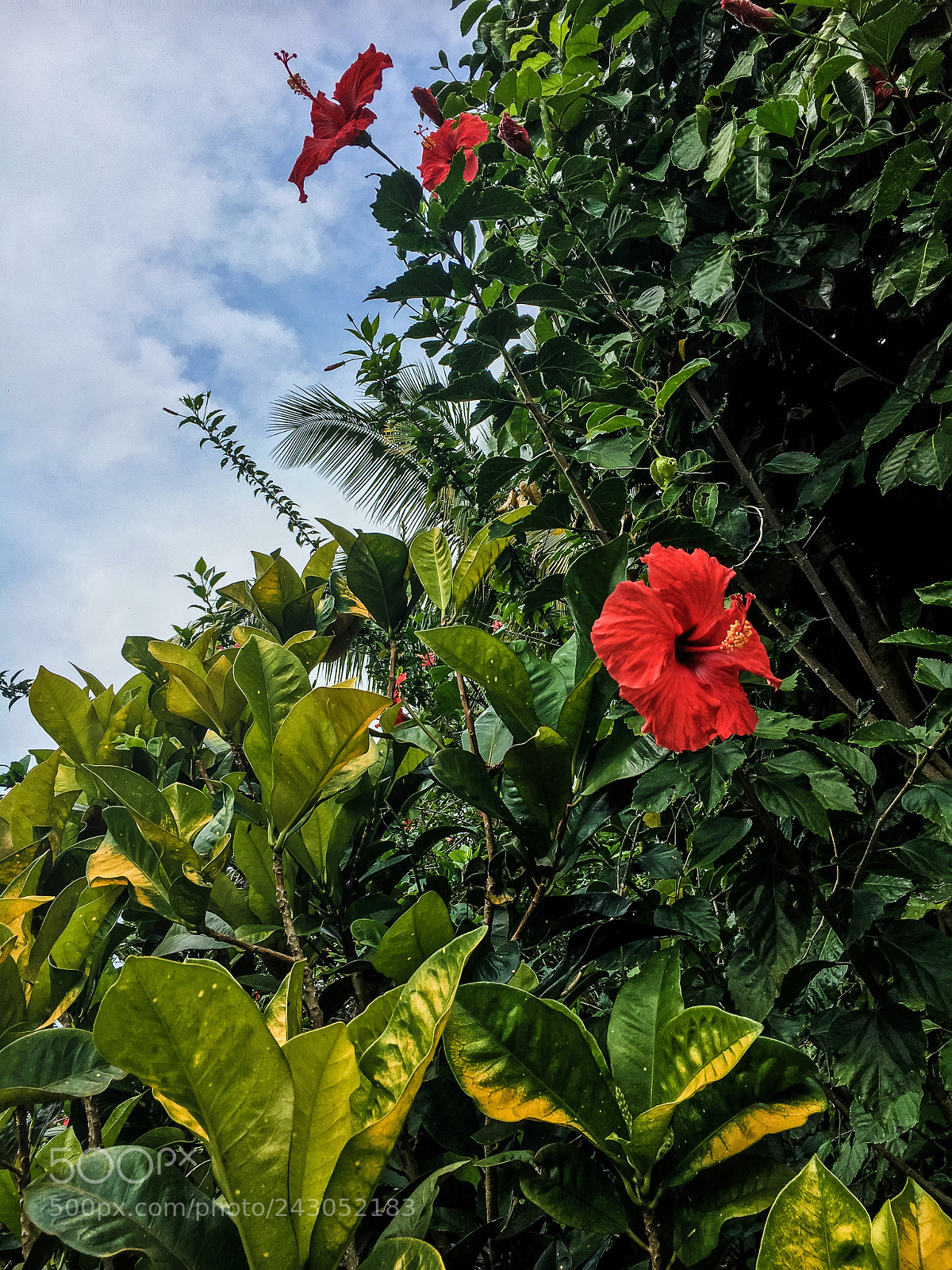 Apple iPhone 6s sample photo. Maui hibiscus photography