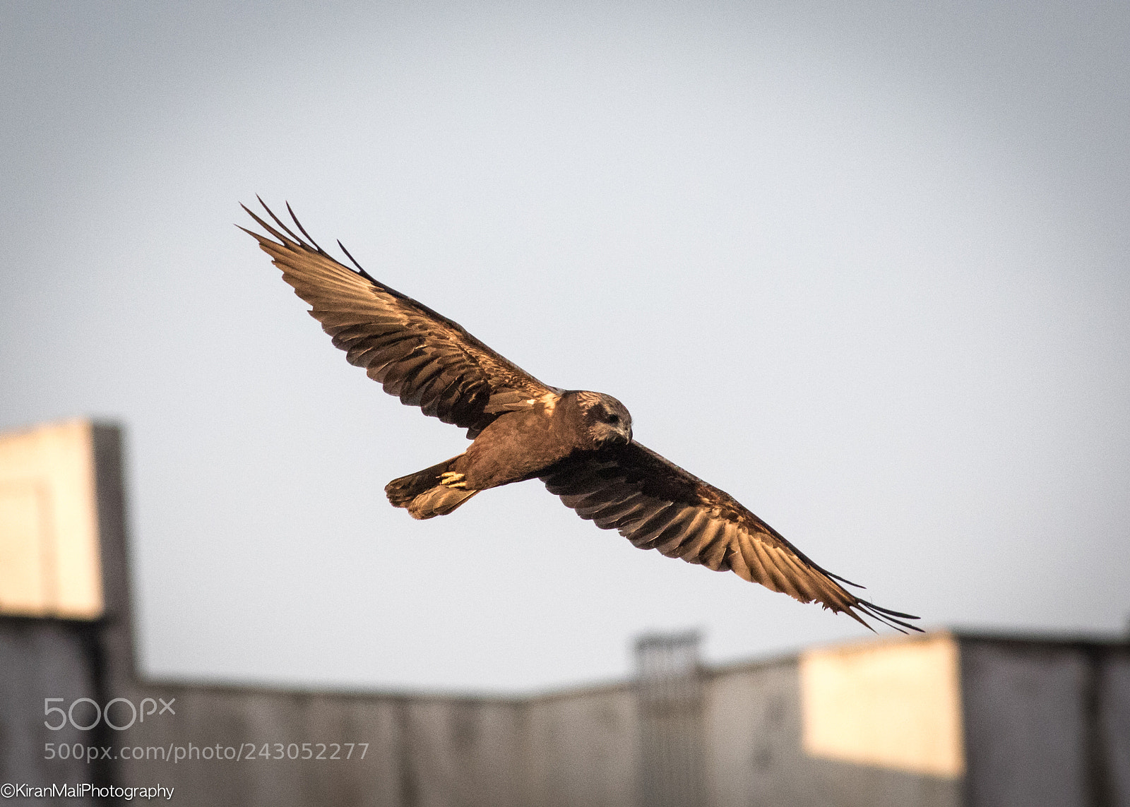 Canon EOS 7D Mark II sample photo. Black kite hovering photography