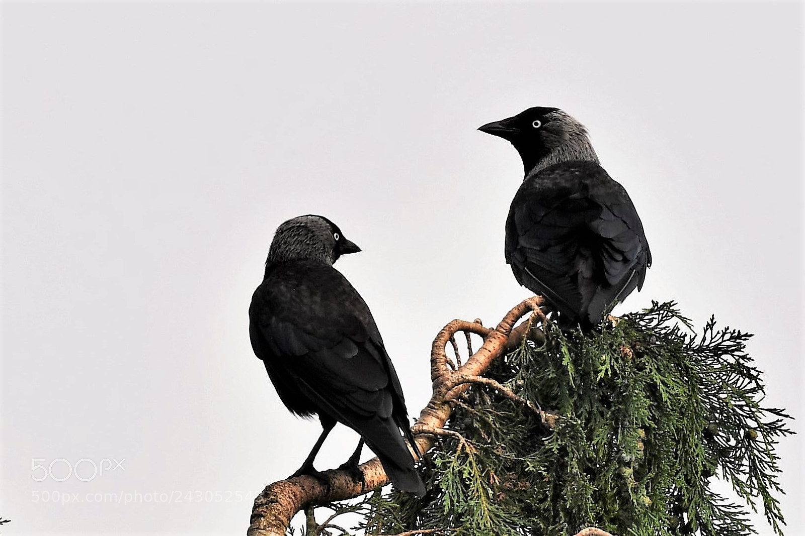 Nikon AF-S Nikkor 200-500mm F5.6E ED VR sample photo. Jackdoor photography