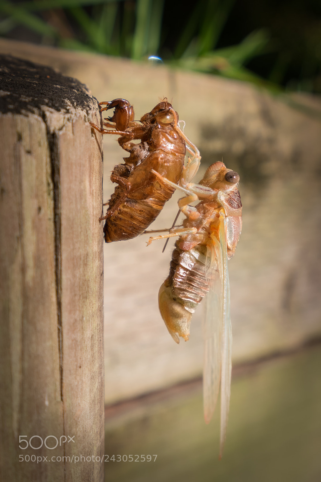Sony a7 sample photo. Cicada eviction photography