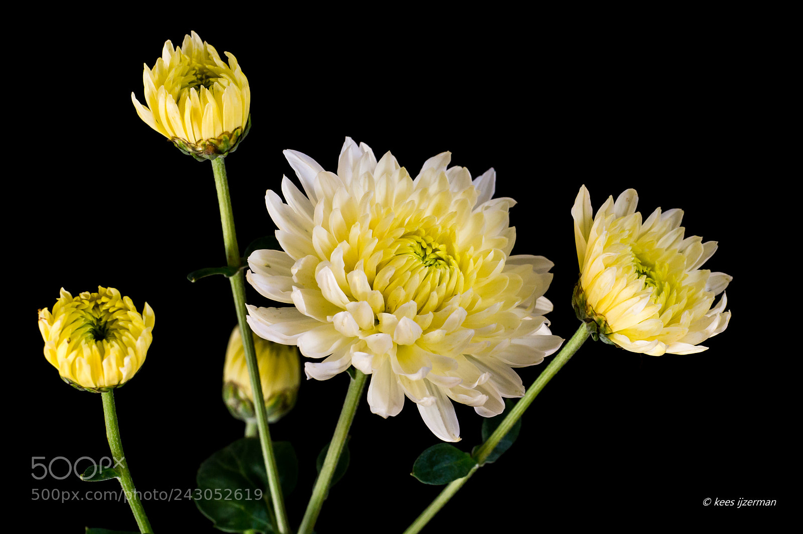 Sony SLT-A77 sample photo. Chrysanthemum. photography