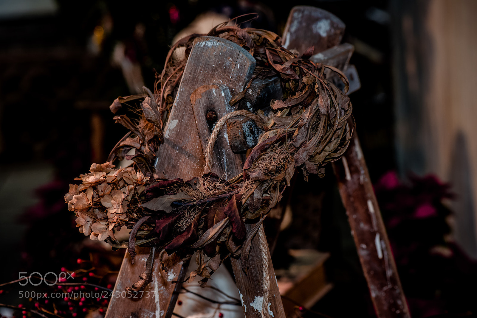Nikon D800E sample photo. Dry flowers take a photography