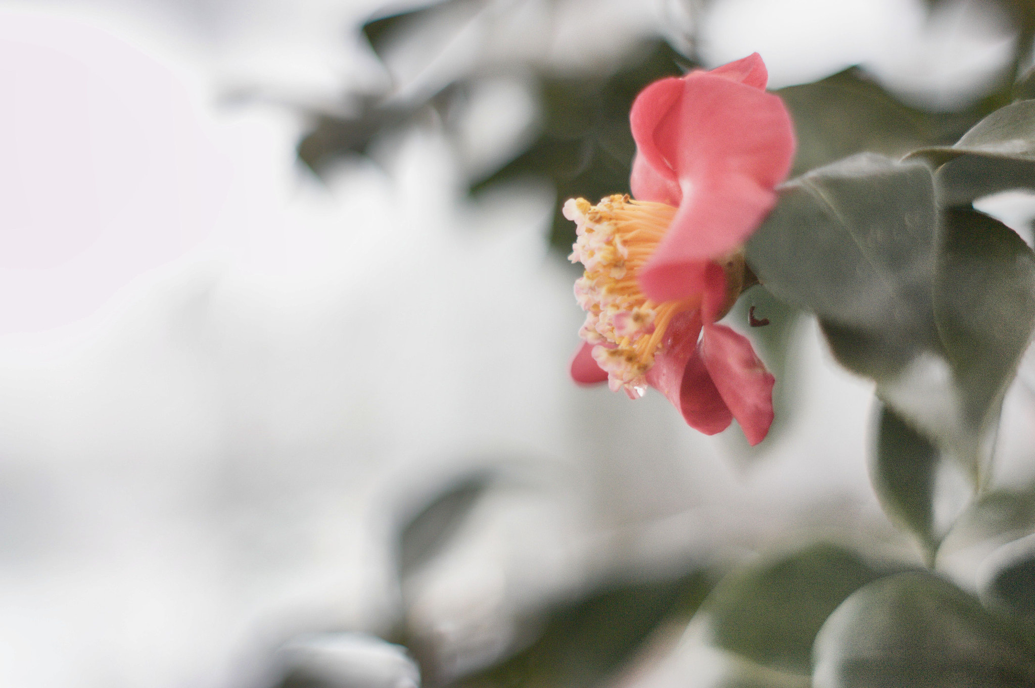 Canon EOS 450D (EOS Rebel XSi / EOS Kiss X2) sample photo. Camellia #1 photography