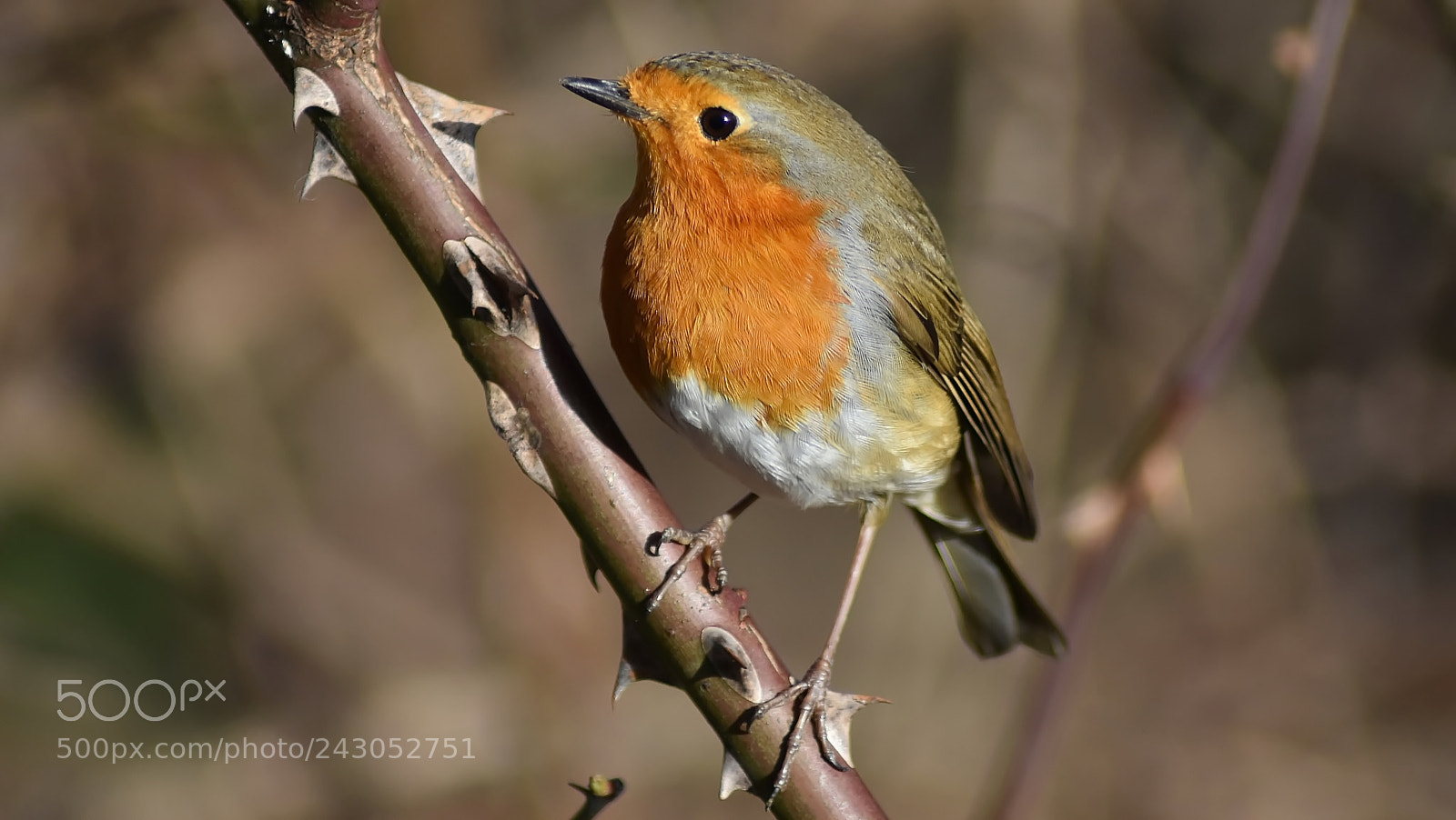 Nikon D3400 sample photo. At last sunny... photography