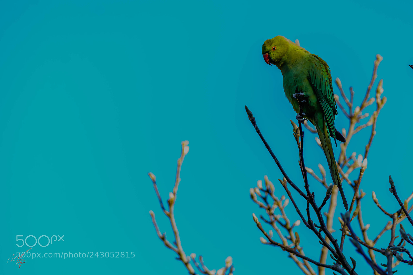Sony a7R II sample photo. Parakeets back garden jan photography