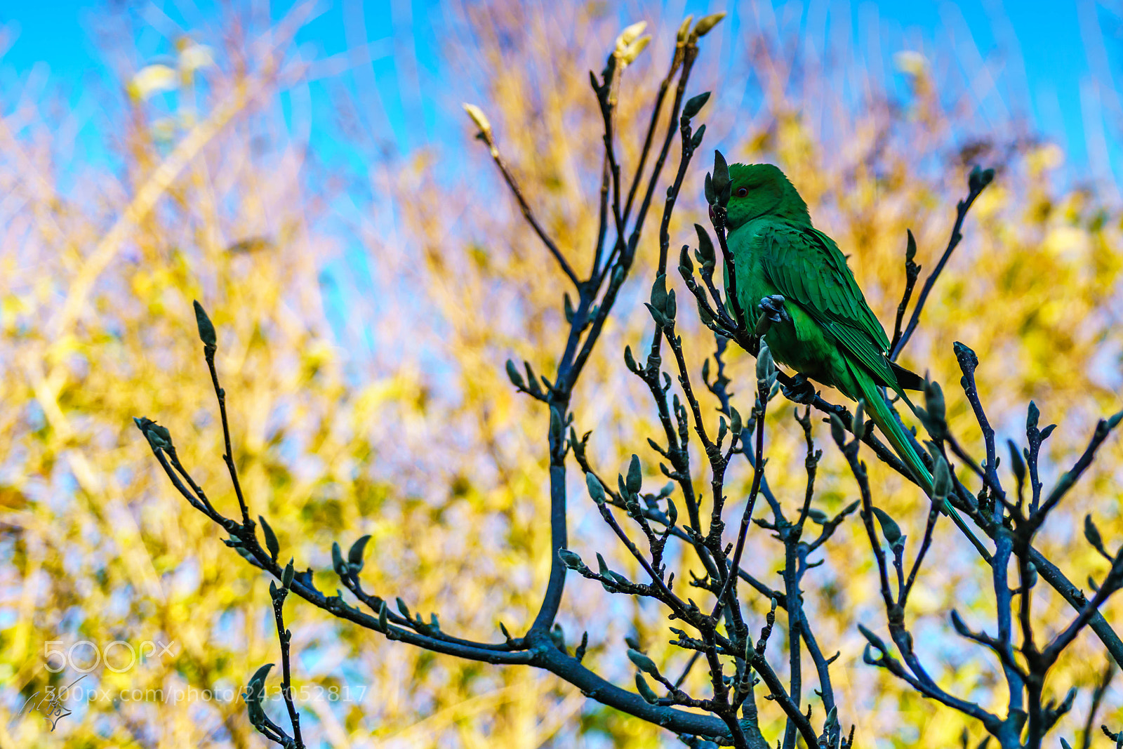 Sony a7R II sample photo. Parakeets back garden jan photography