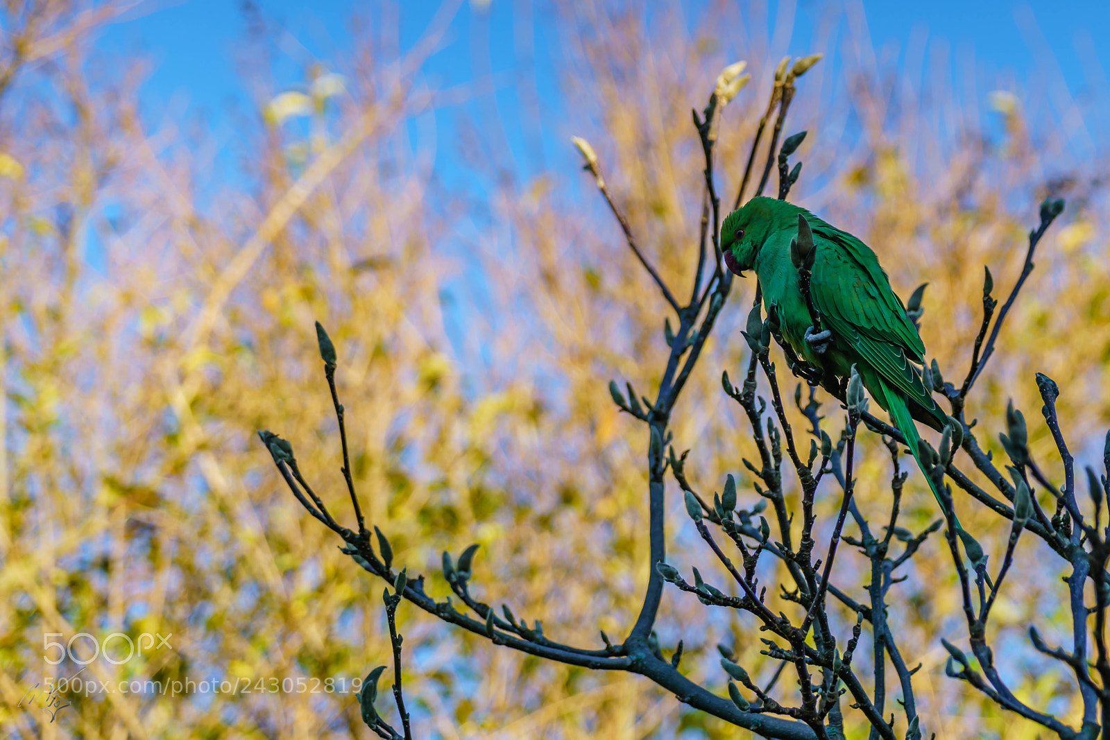 Sony a7R II sample photo. Parakeets back garden jan photography